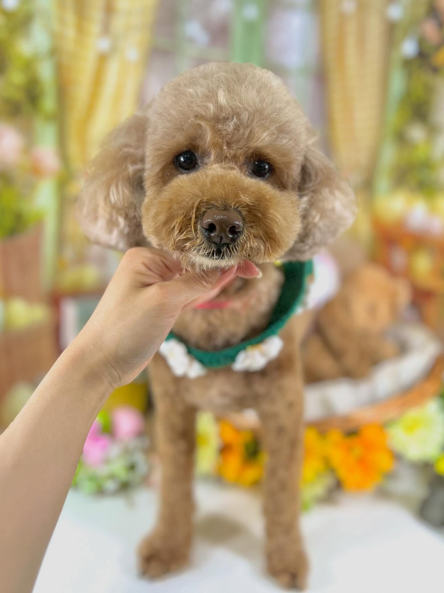 来店いただいたマロちゃんです🐶✨