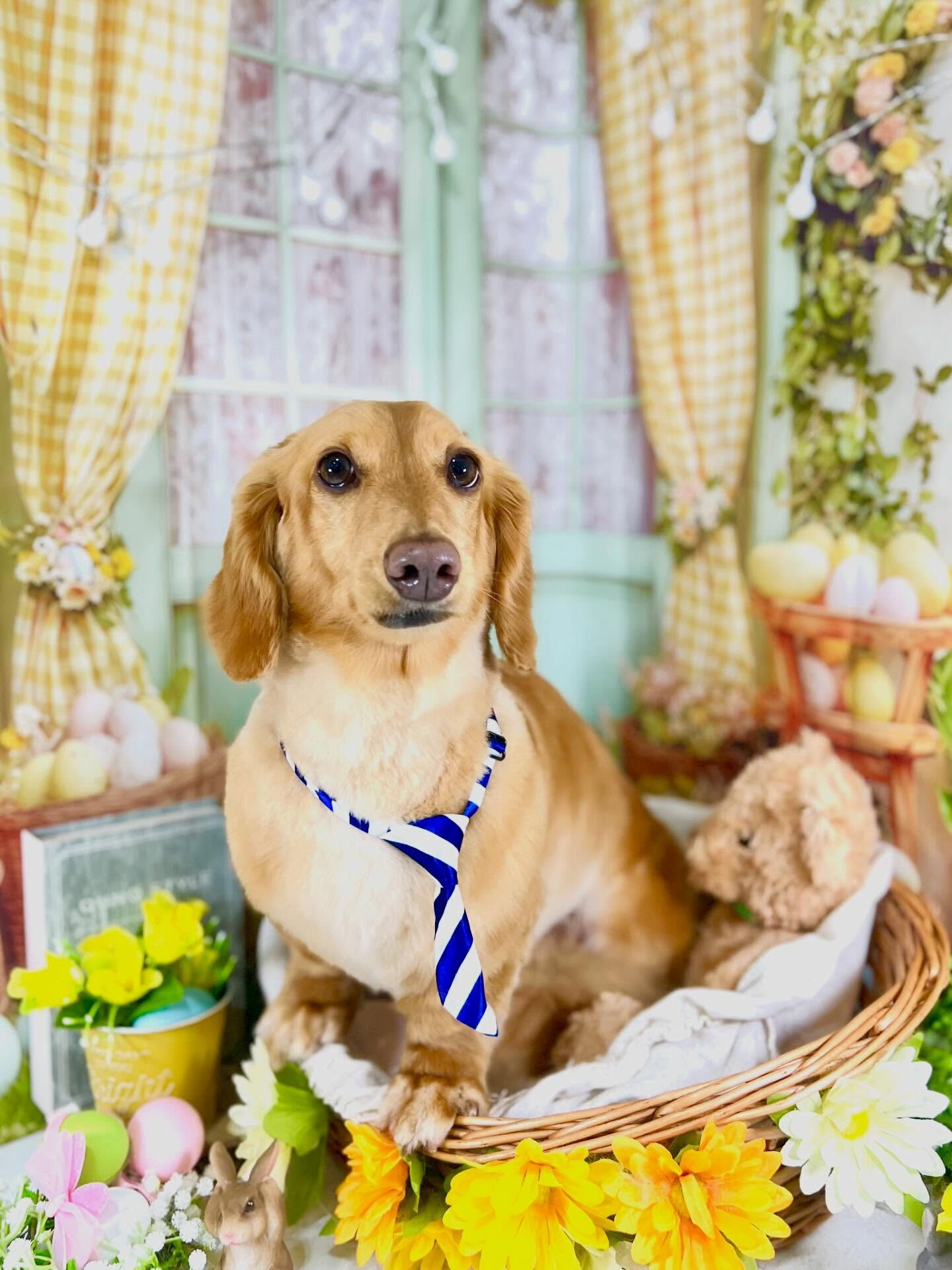 来店いただいたクリくんです🐶✨
