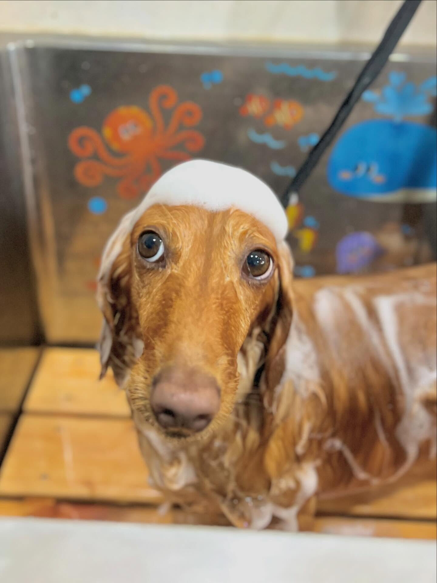 来店いただいたクリくんです🐶✨