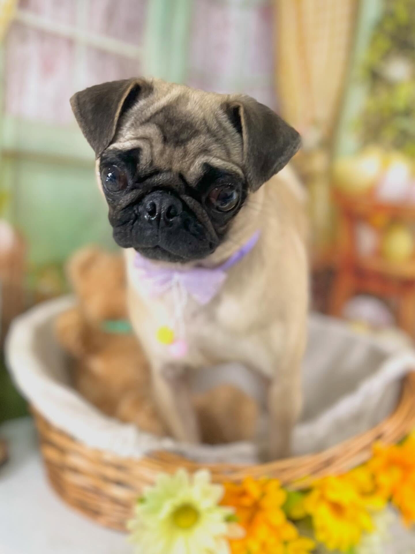 来店いただいたもずくちゃんです🐶✨