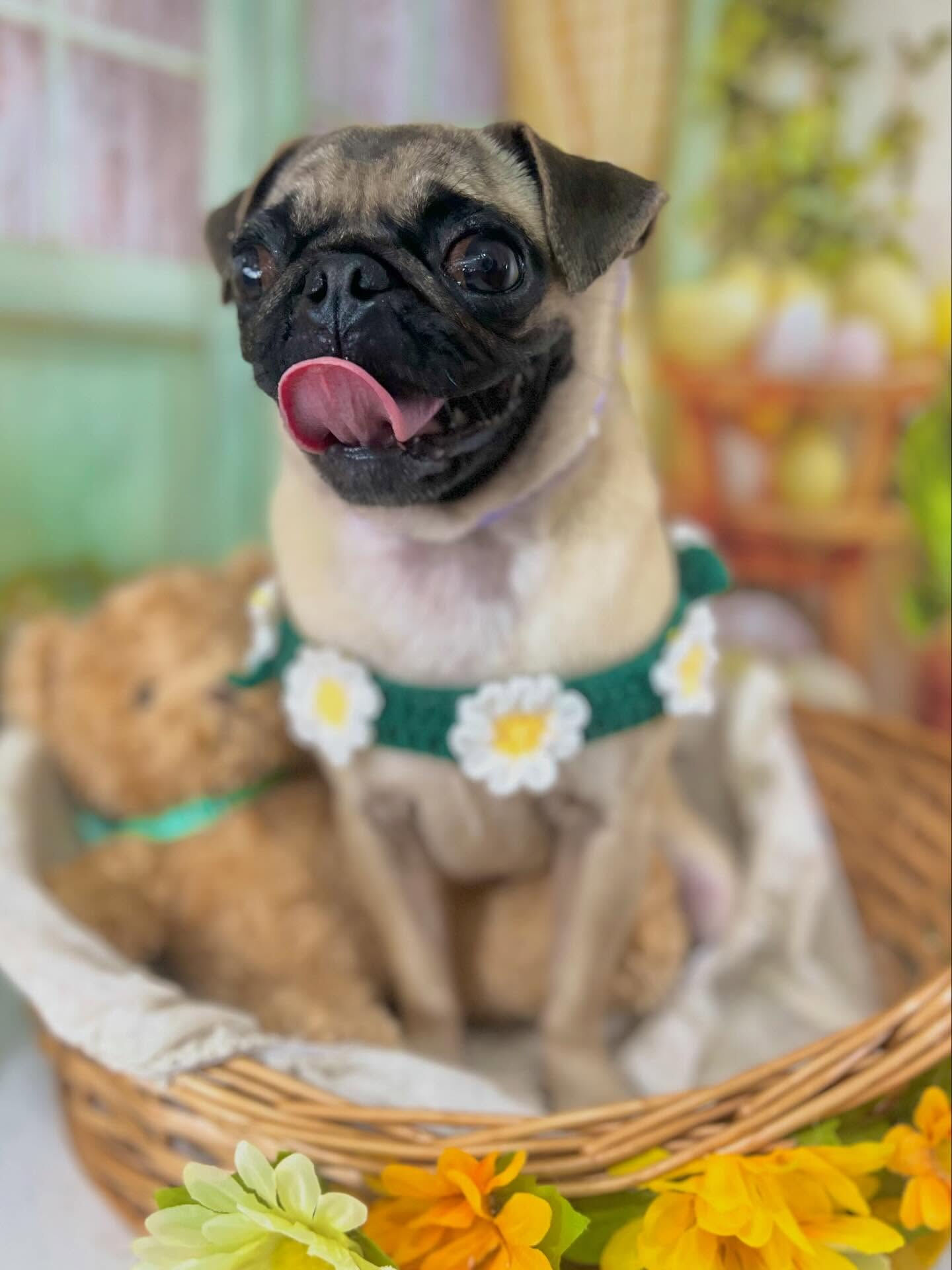 来店いただいたもずくちゃんです🐶✨