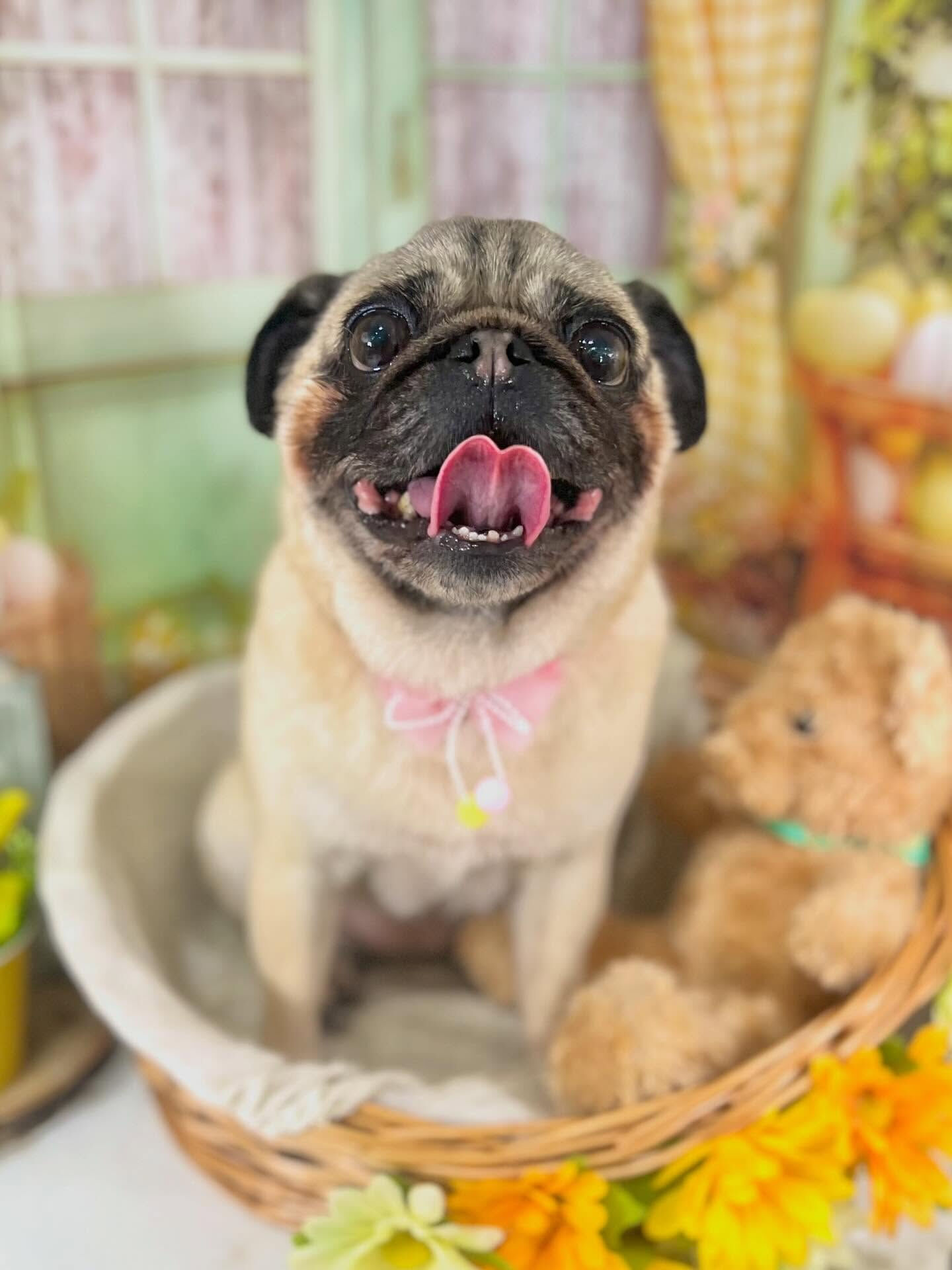 来店いただいたパグミちゃんです🐶✨
