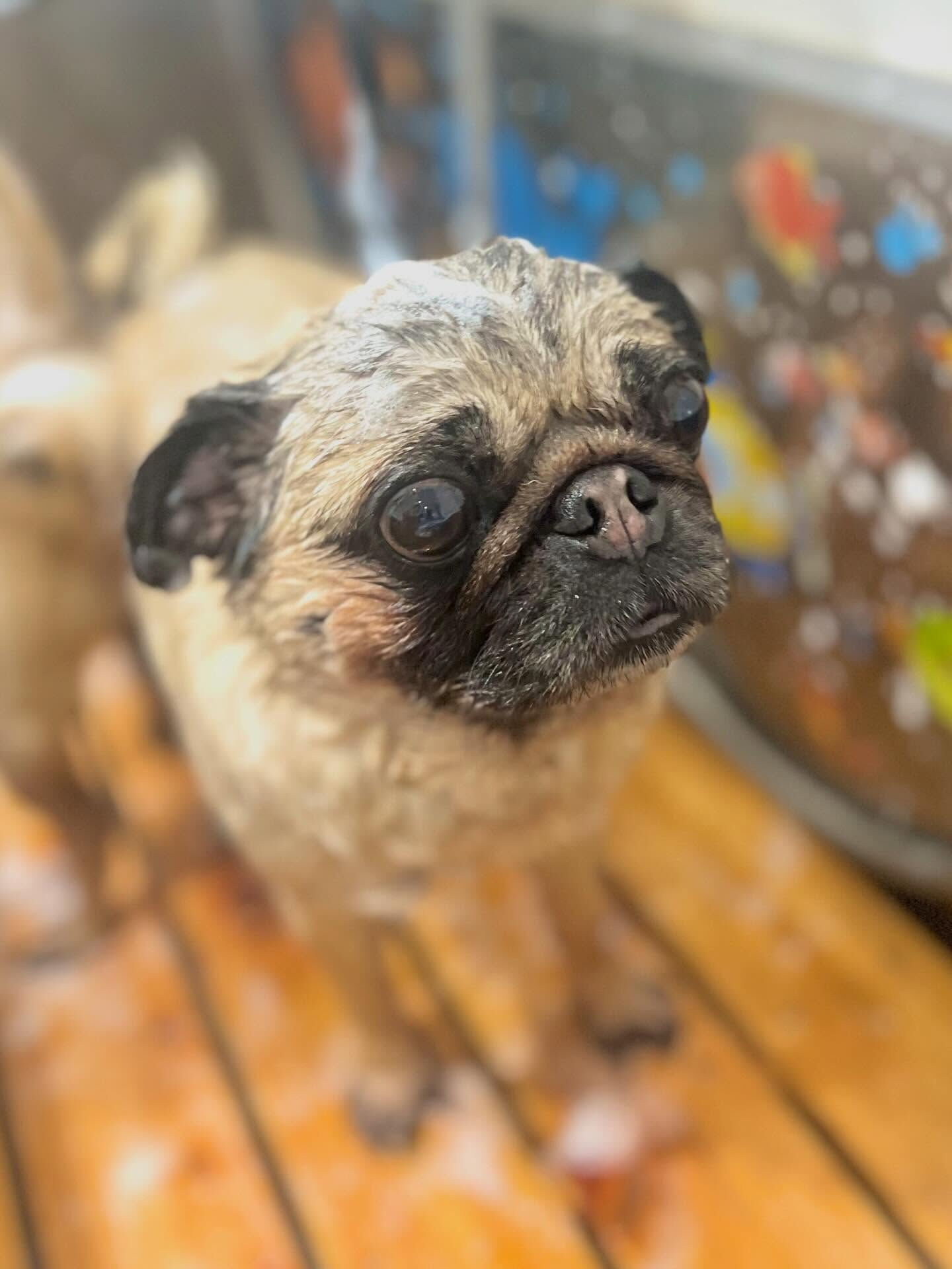 来店いただいたパグミちゃんです🐶✨