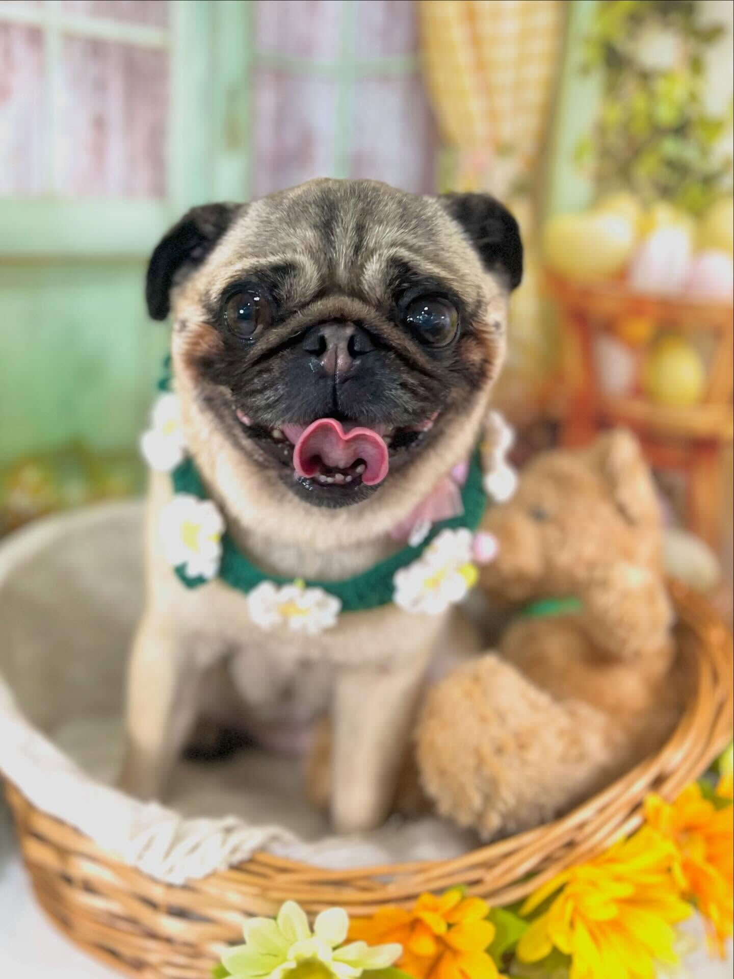 来店いただいたパグミちゃんです🐶✨