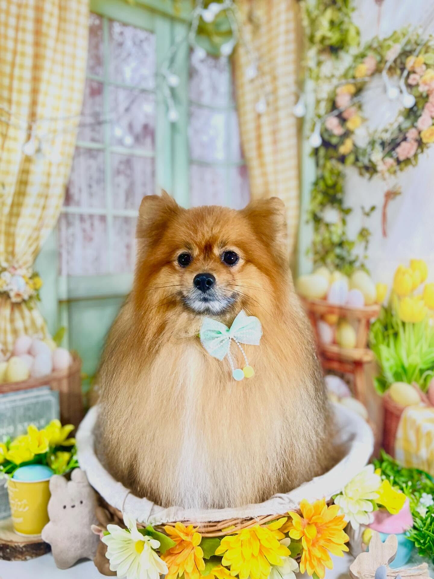 来店いただいたごん太くんです🐶✨