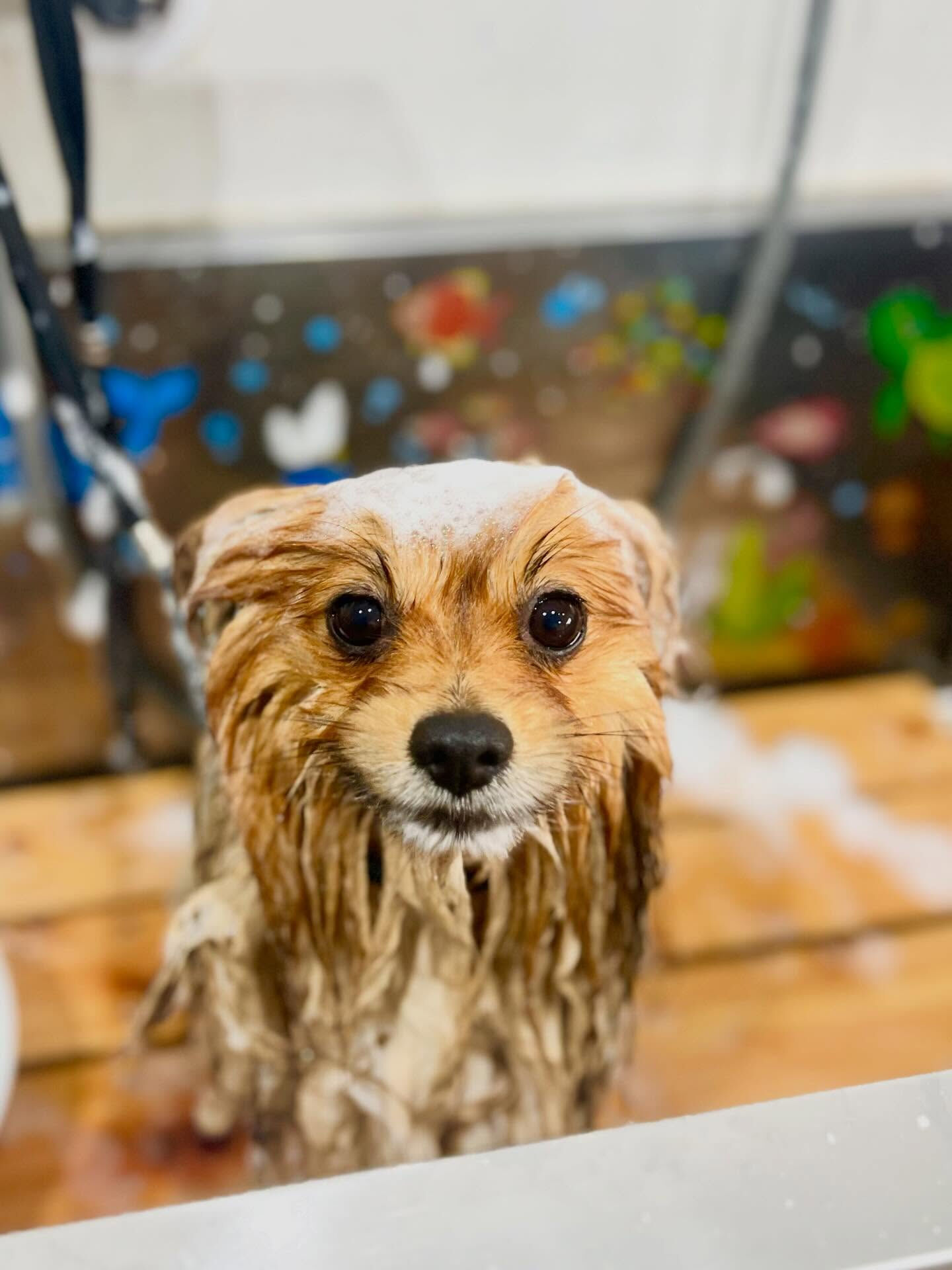 来店いただいたごん太くんです🐶✨