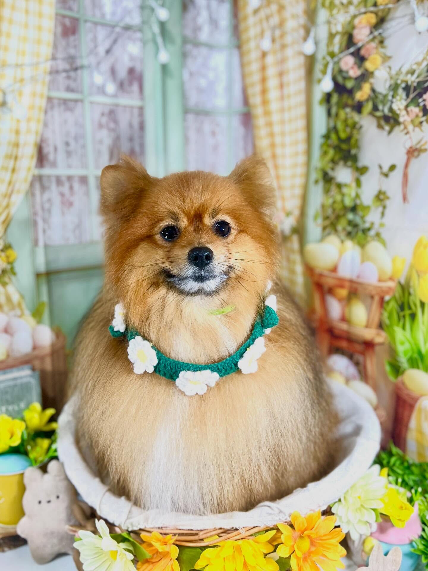 来店いただいたごん太くんです🐶✨