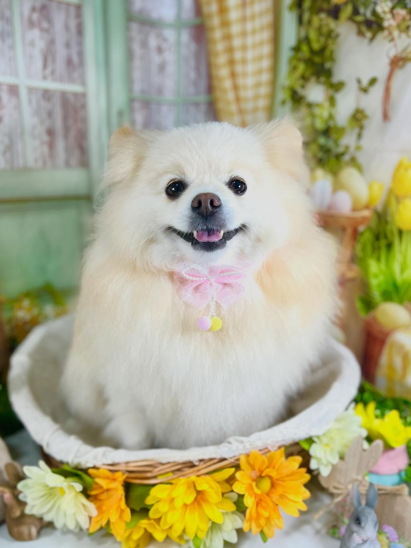 来店いただいたはな子ちゃんです🐶✨