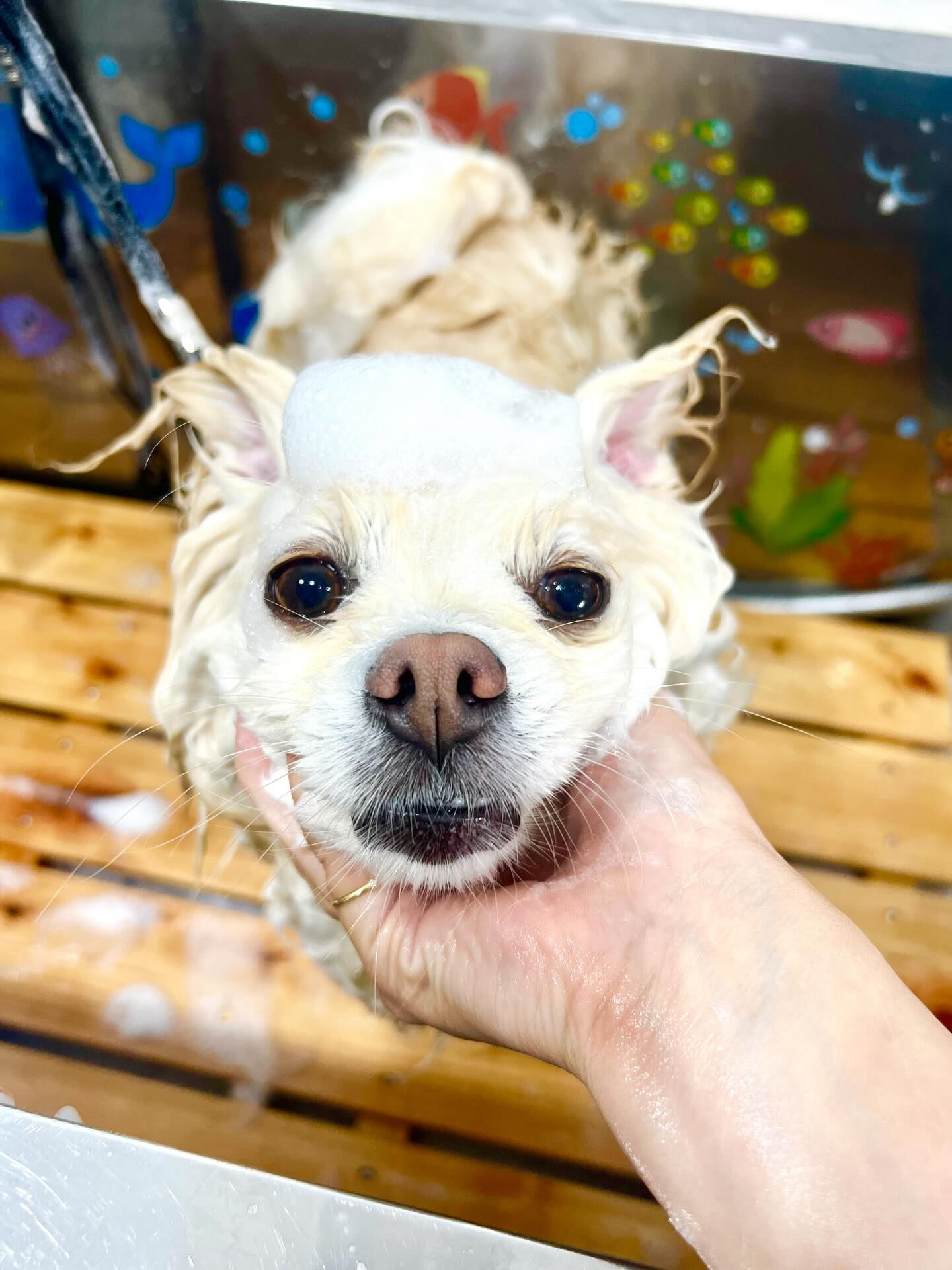 来店いただいたはな子ちゃんです🐶✨