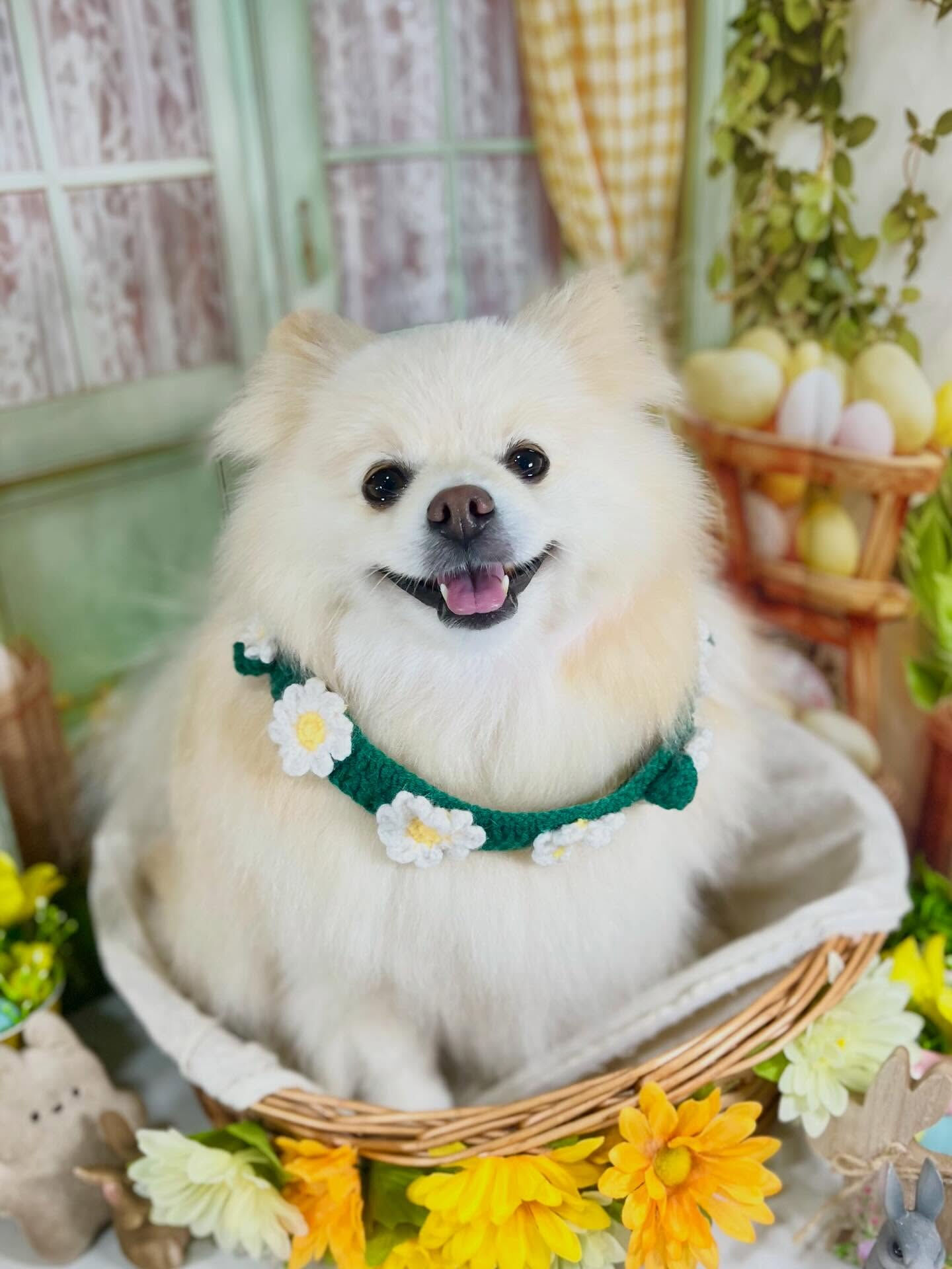 来店いただいたはな子ちゃんです🐶✨