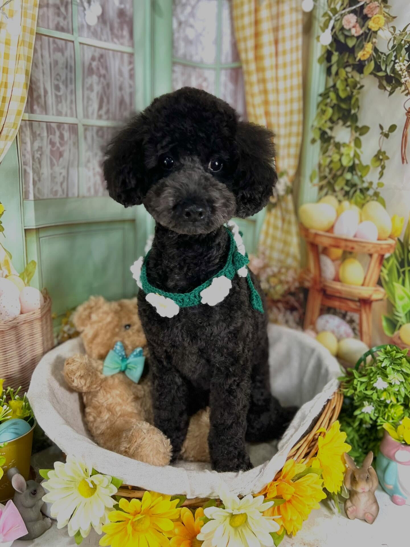 来店いただいたはな子ちゃんです🐶✨