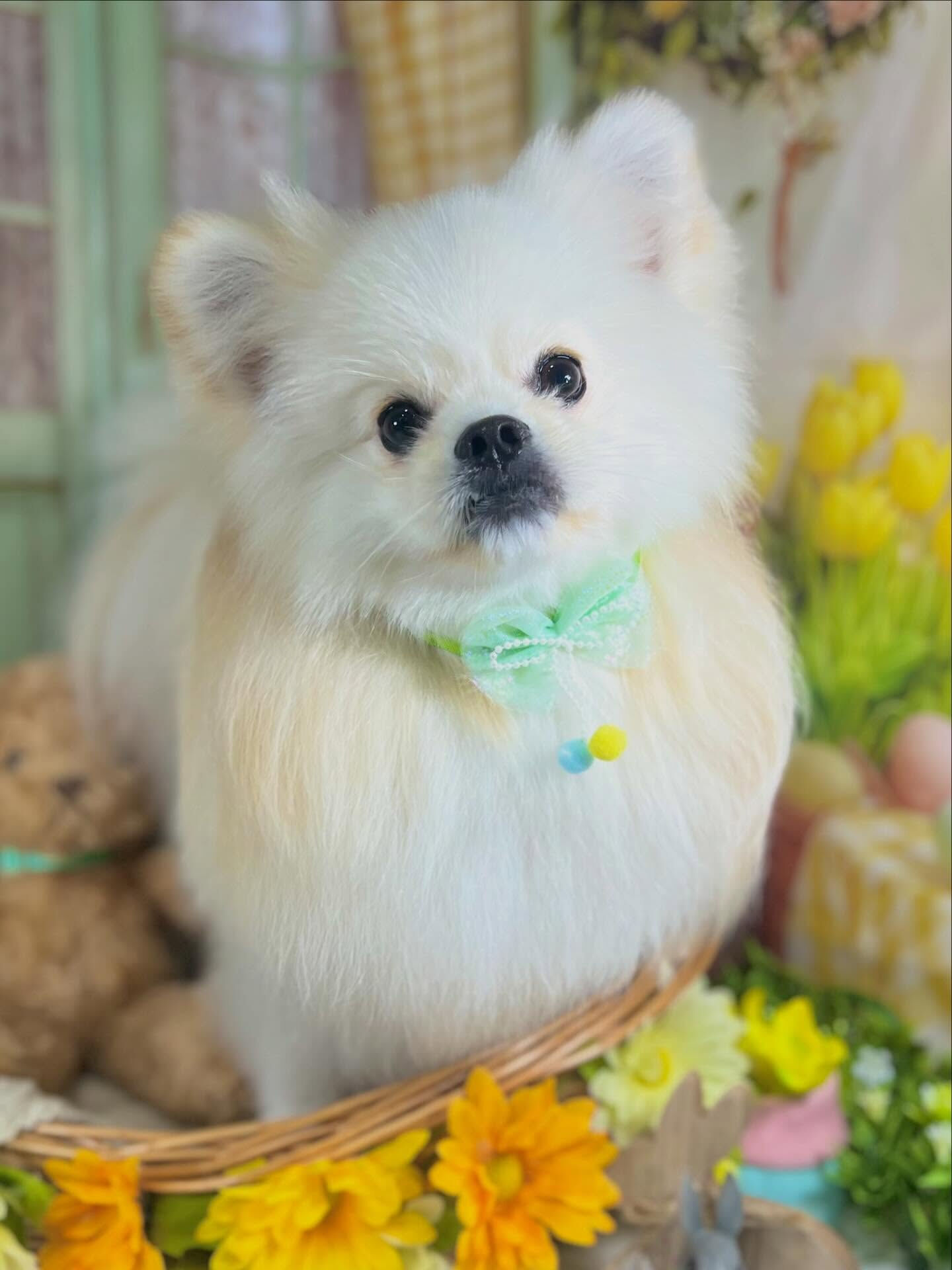 来店いただいたまるくんです🐶✨