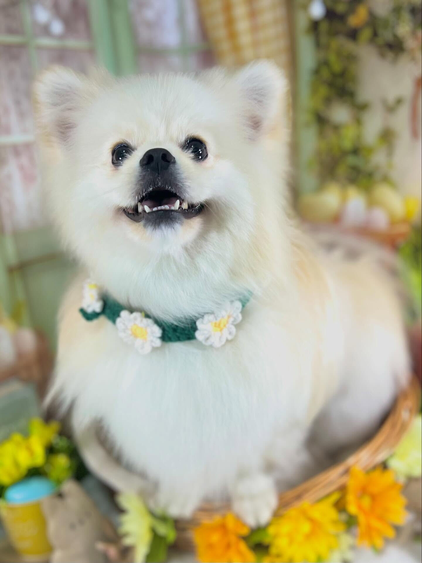 来店いただいたまるくんです🐶✨