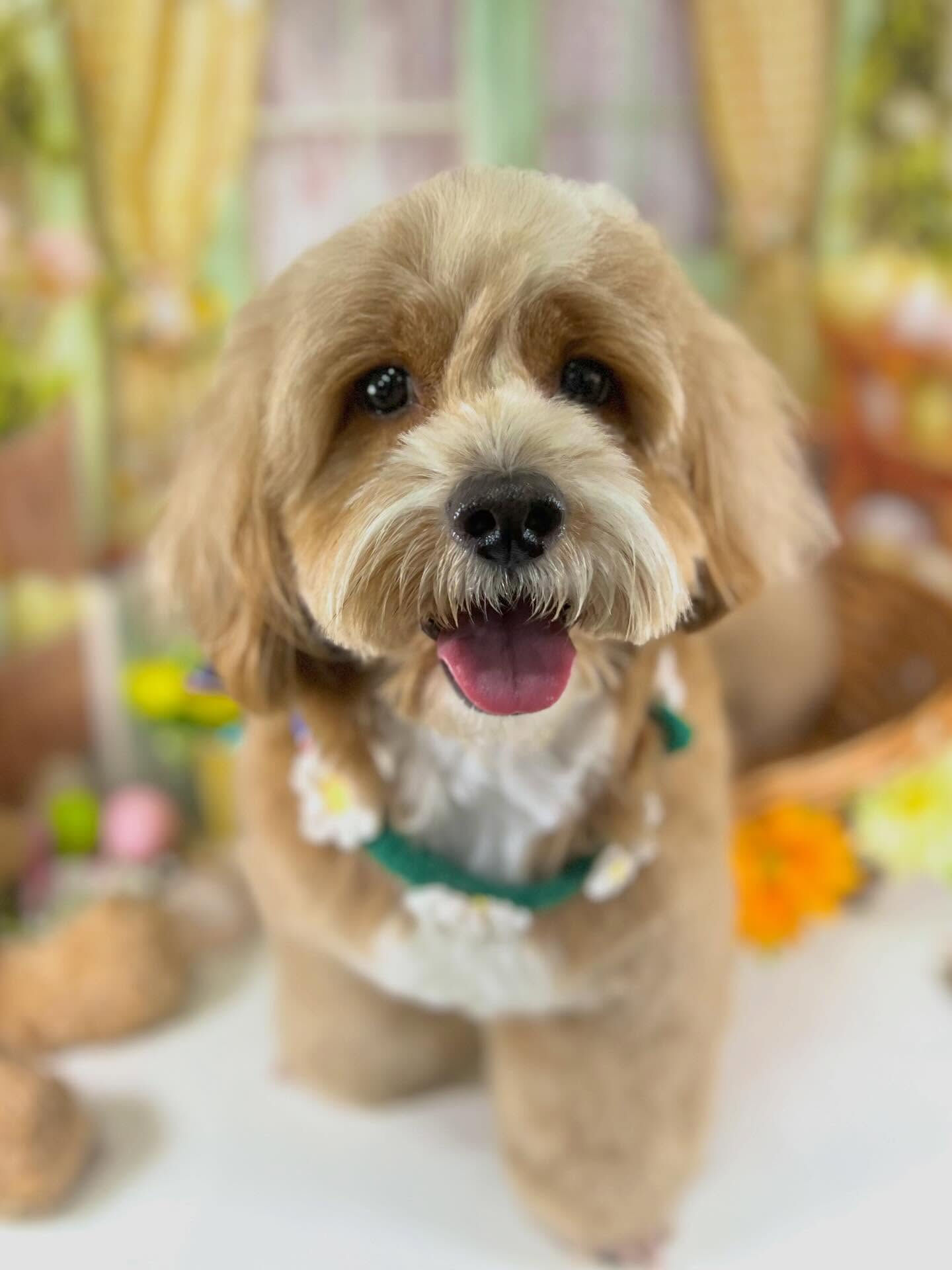 来店いただいたもこたくんです🐶✨