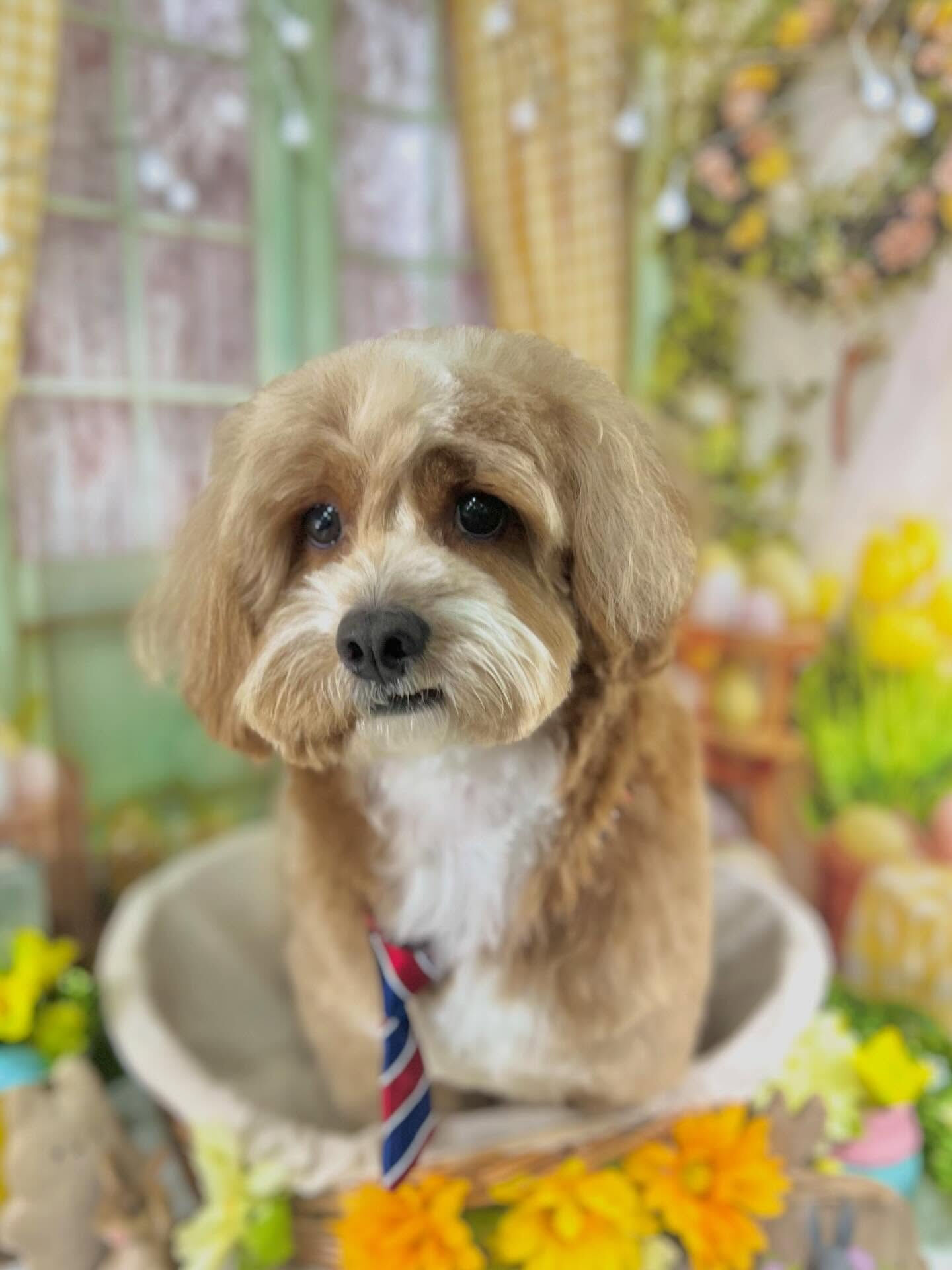 来店いただいたもこたくんです🐶✨