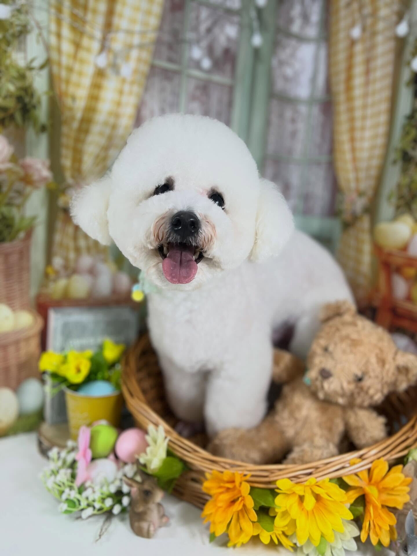 来店いただいたブランくんです🐶✨