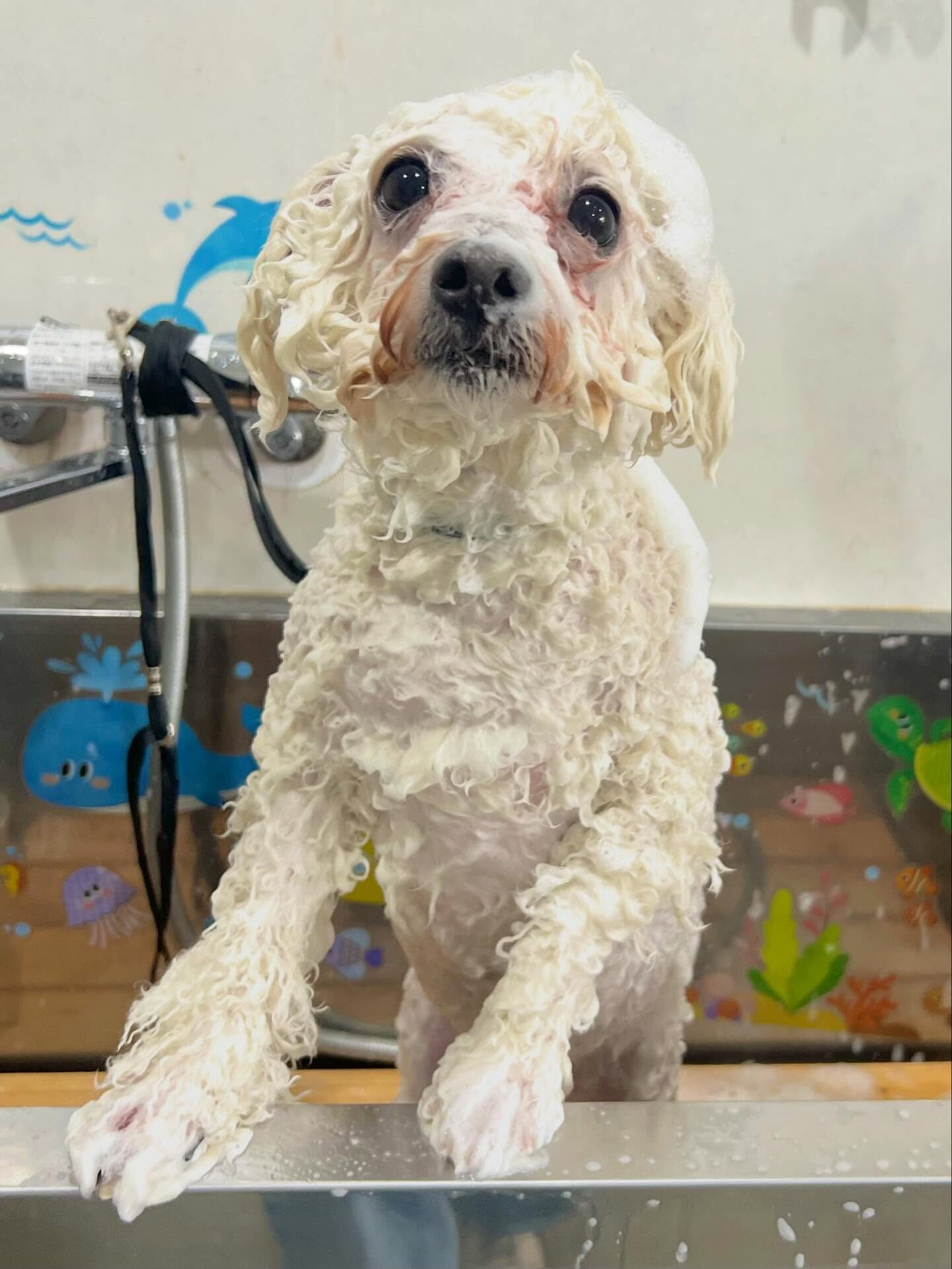 来店いただいたブランくんです🐶✨