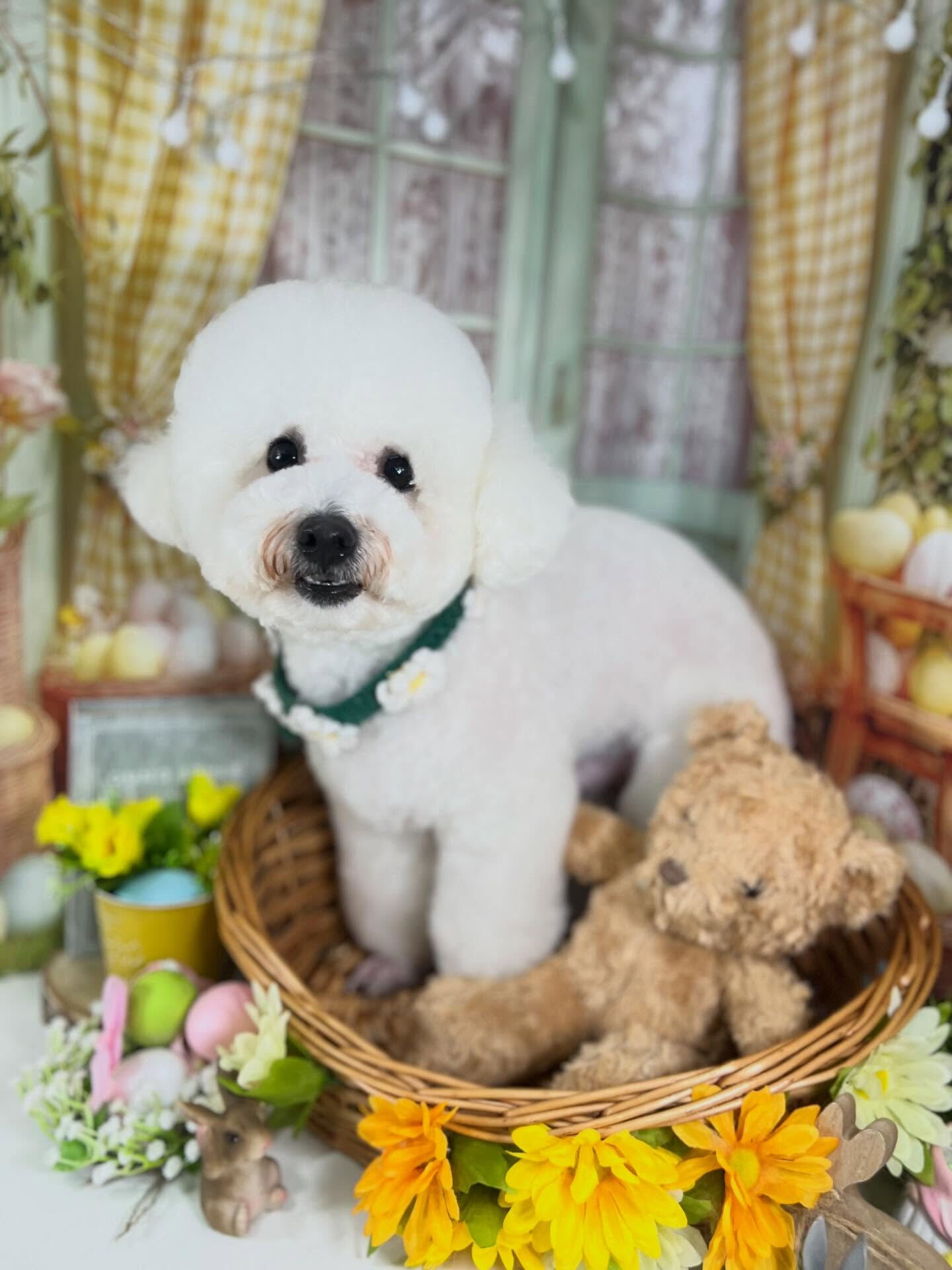 来店いただいたブランくんです🐶✨