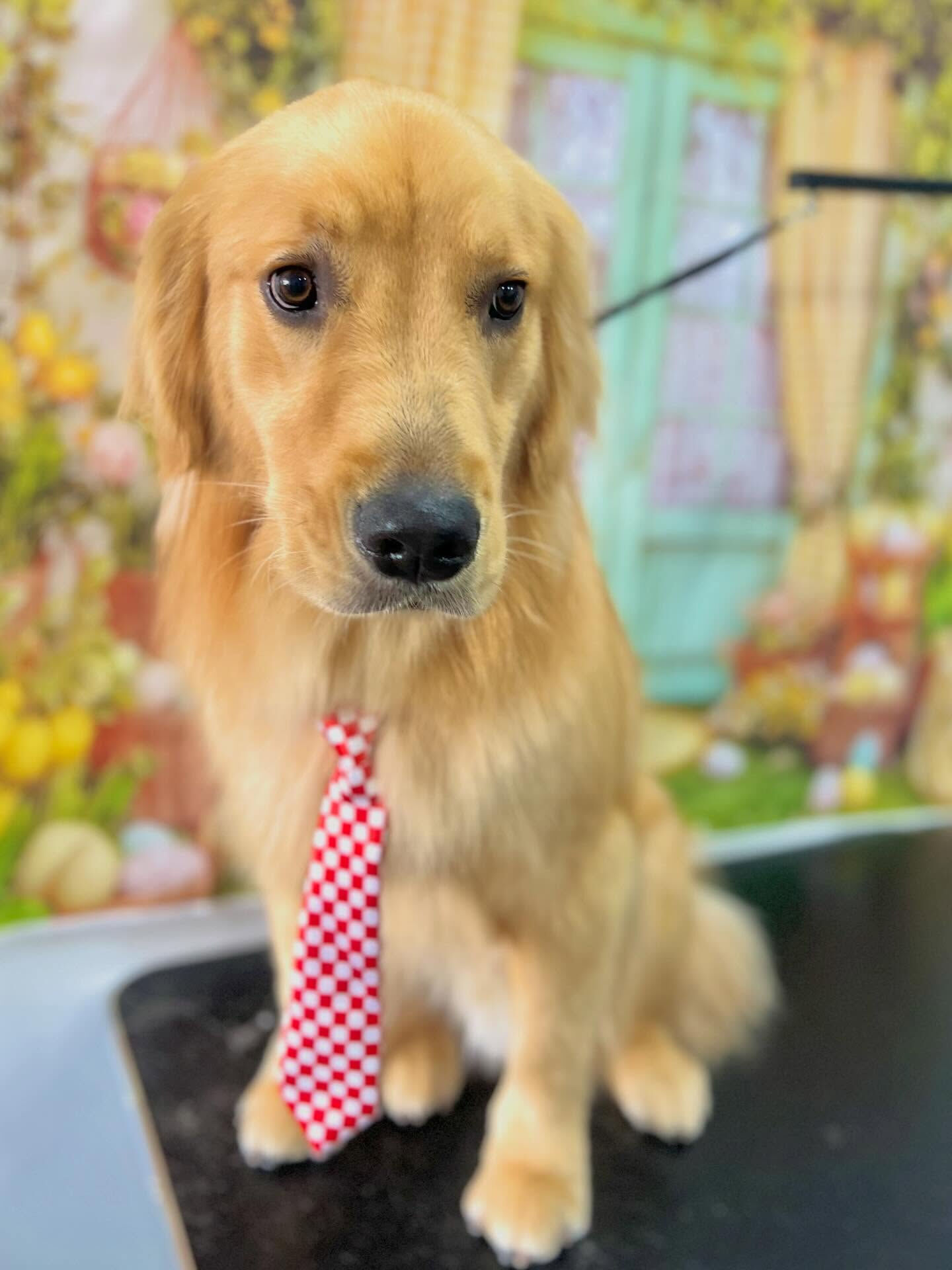 来店いただいたりくくんです🐶✨