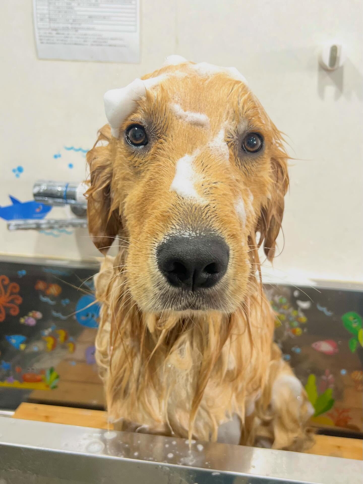 来店いただいたりくくんです🐶✨