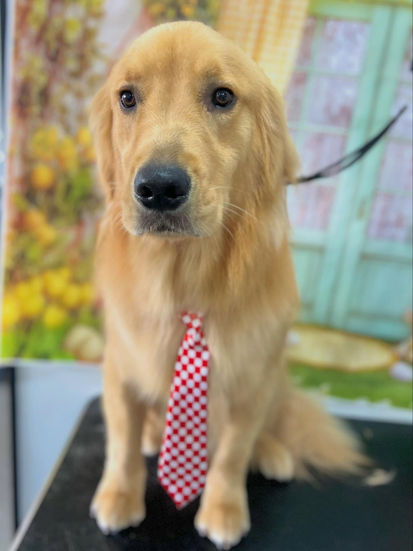 来店いただいたりくくんです🐶✨