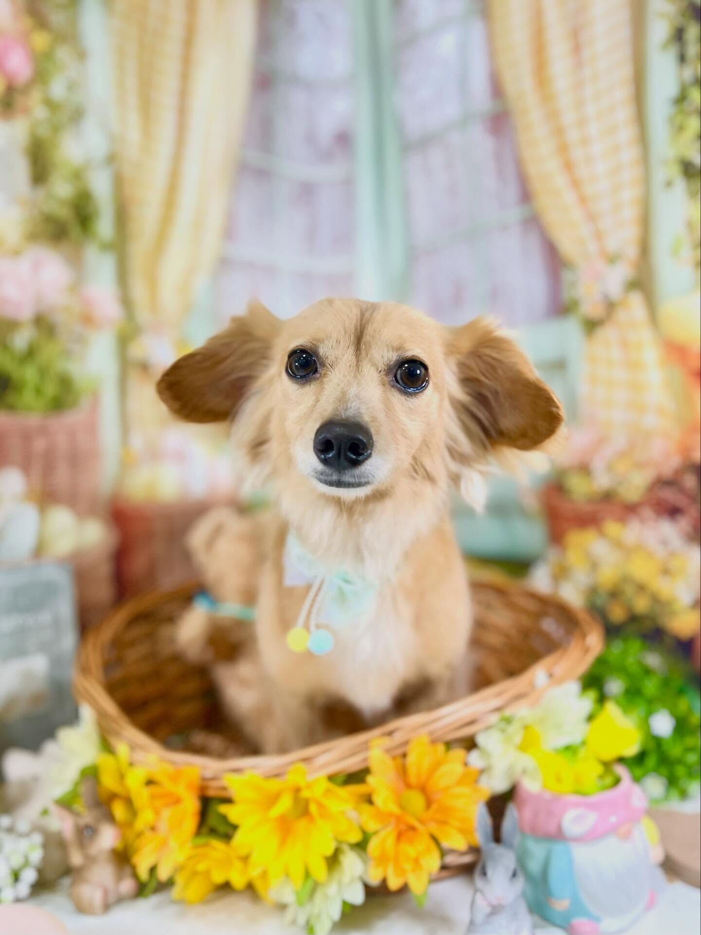 来店いただいたちくわくんです🐶✨