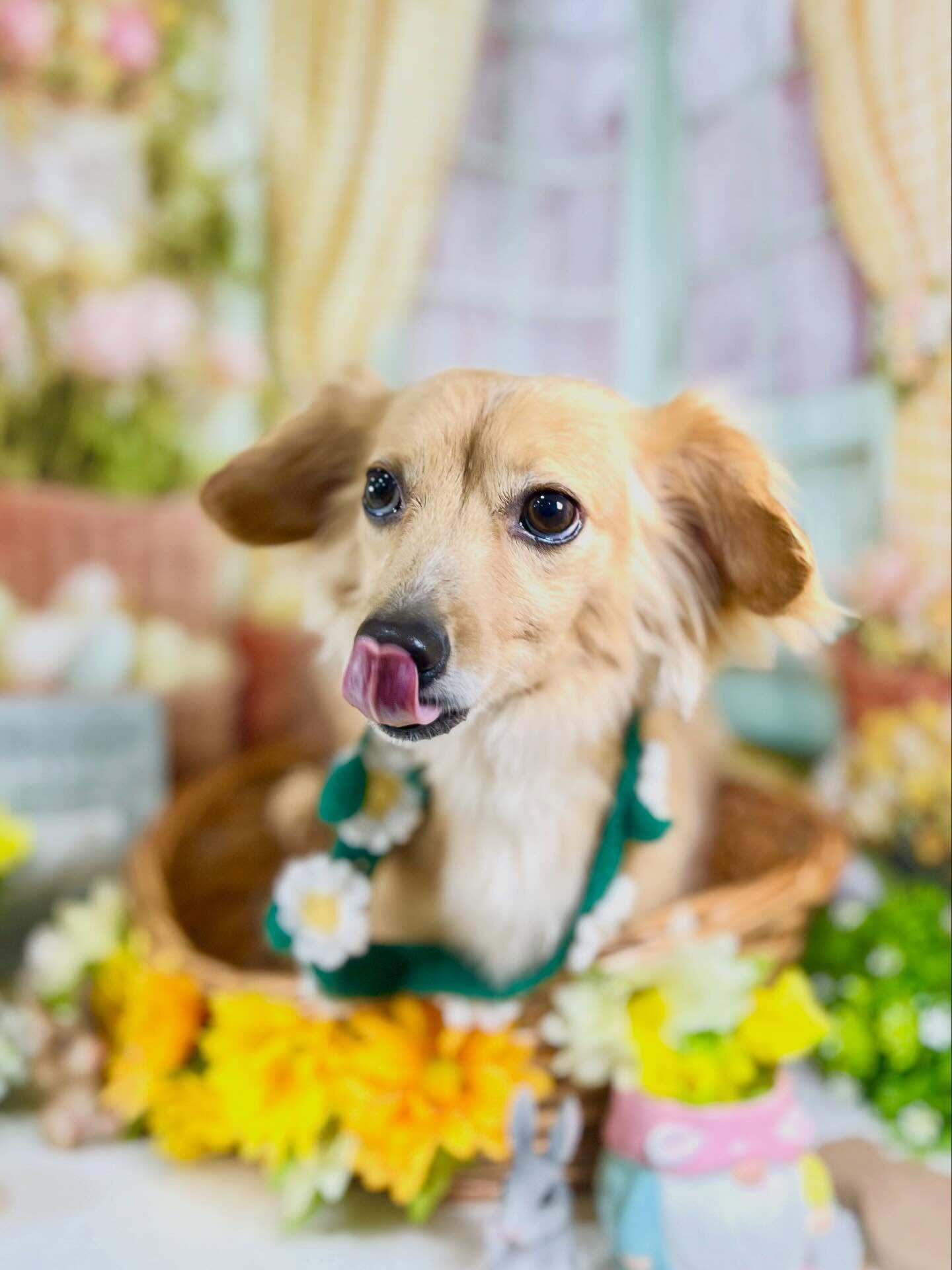 来店いただいたちくわくんです🐶✨