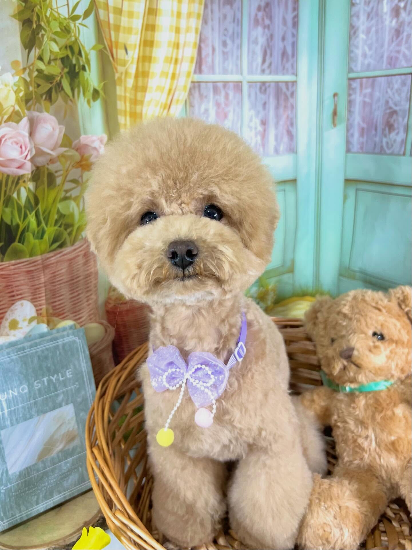 来店いただいたハニくんです🐶✨