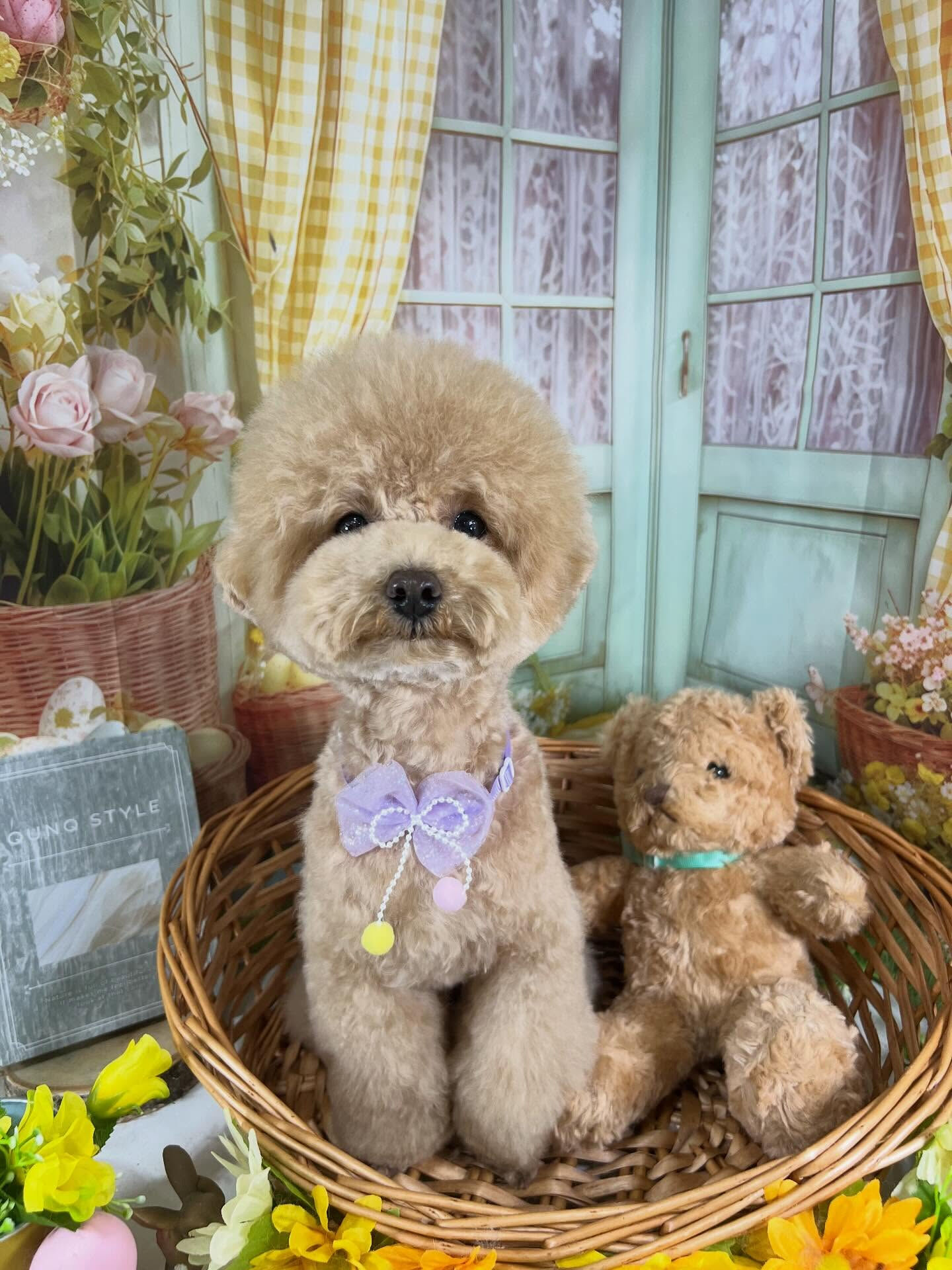 来店いただいたハニくんです🐶✨