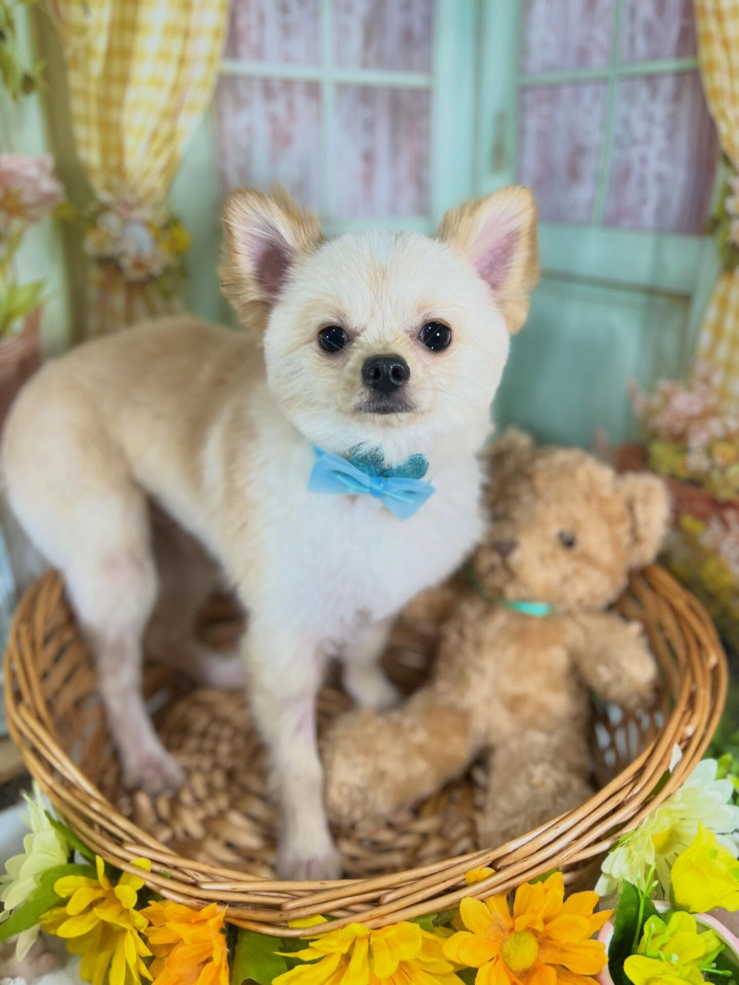 来店いただいたらんくんです🐶✨