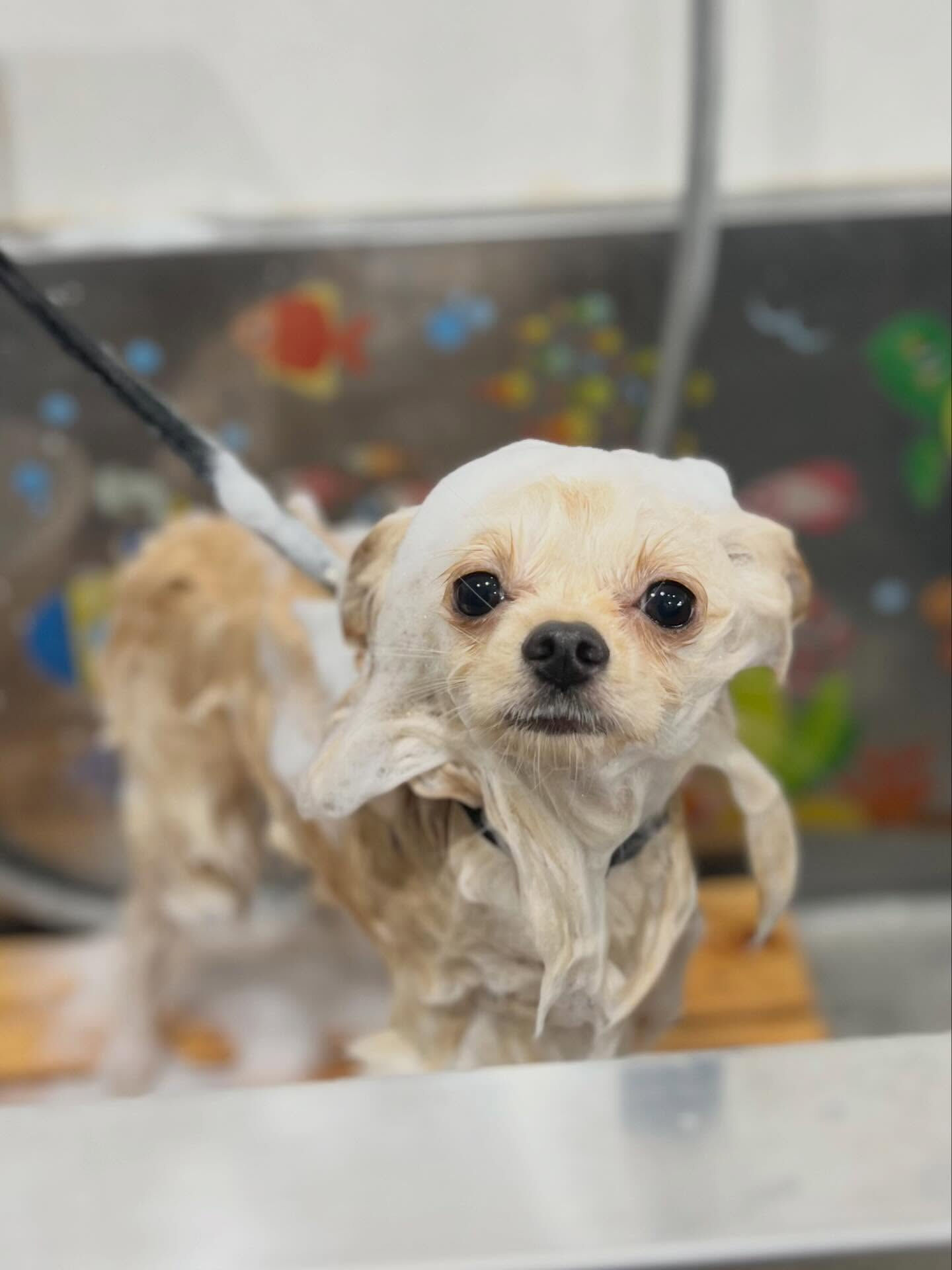 来店いただいたらんくんです🐶✨