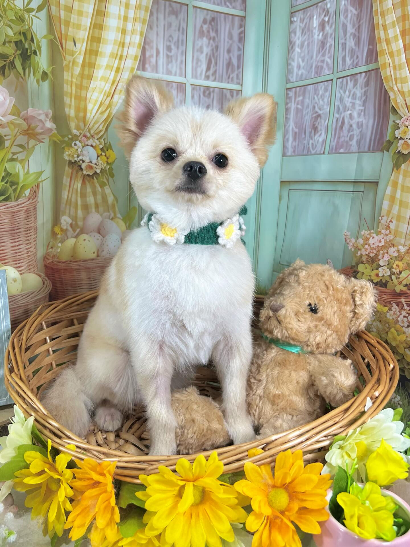 来店いただいたらんくんです🐶✨