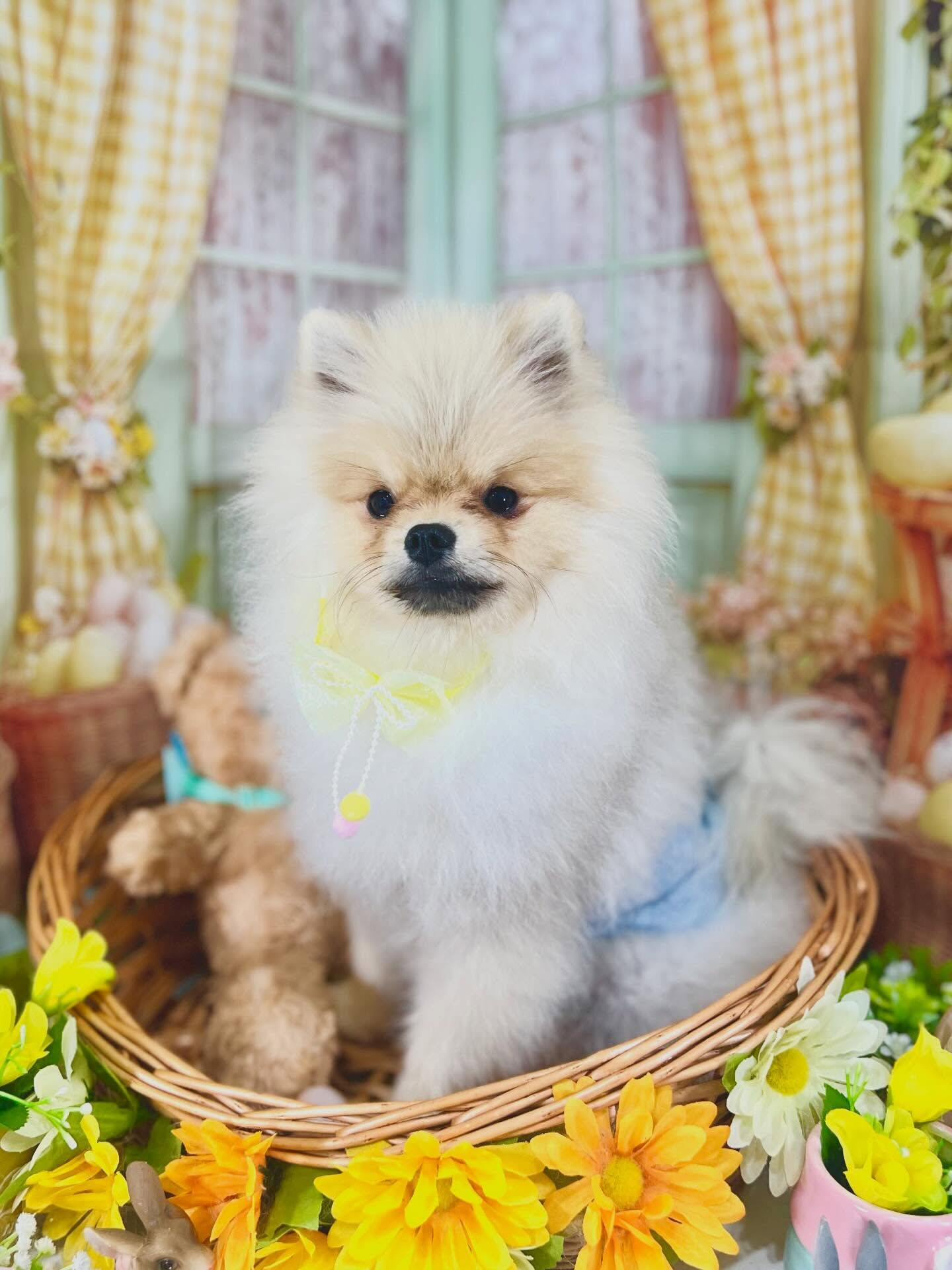 来店いただいたぽん太くんです🐶✨