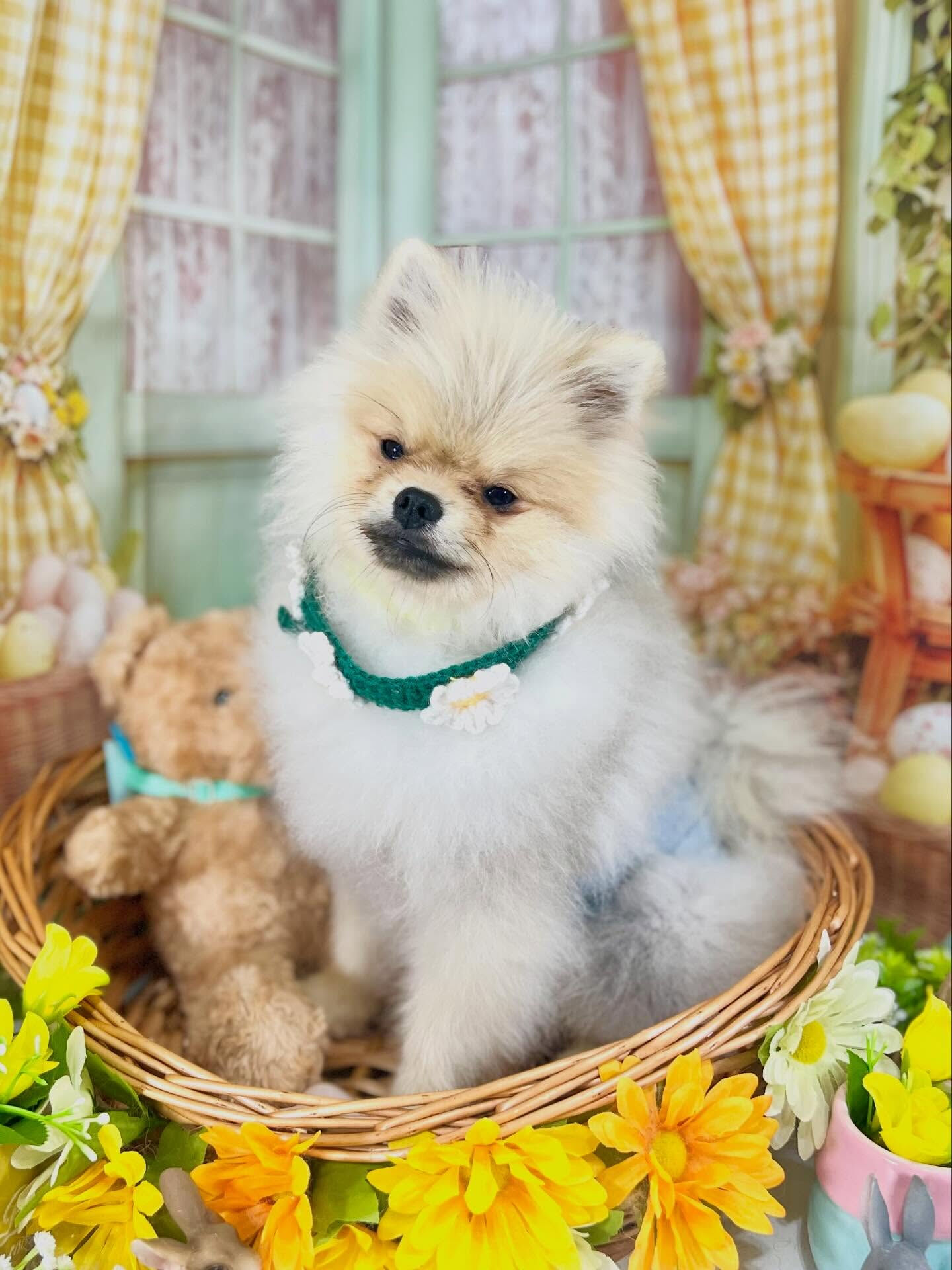 来店いただいたぽん太くんです🐶✨