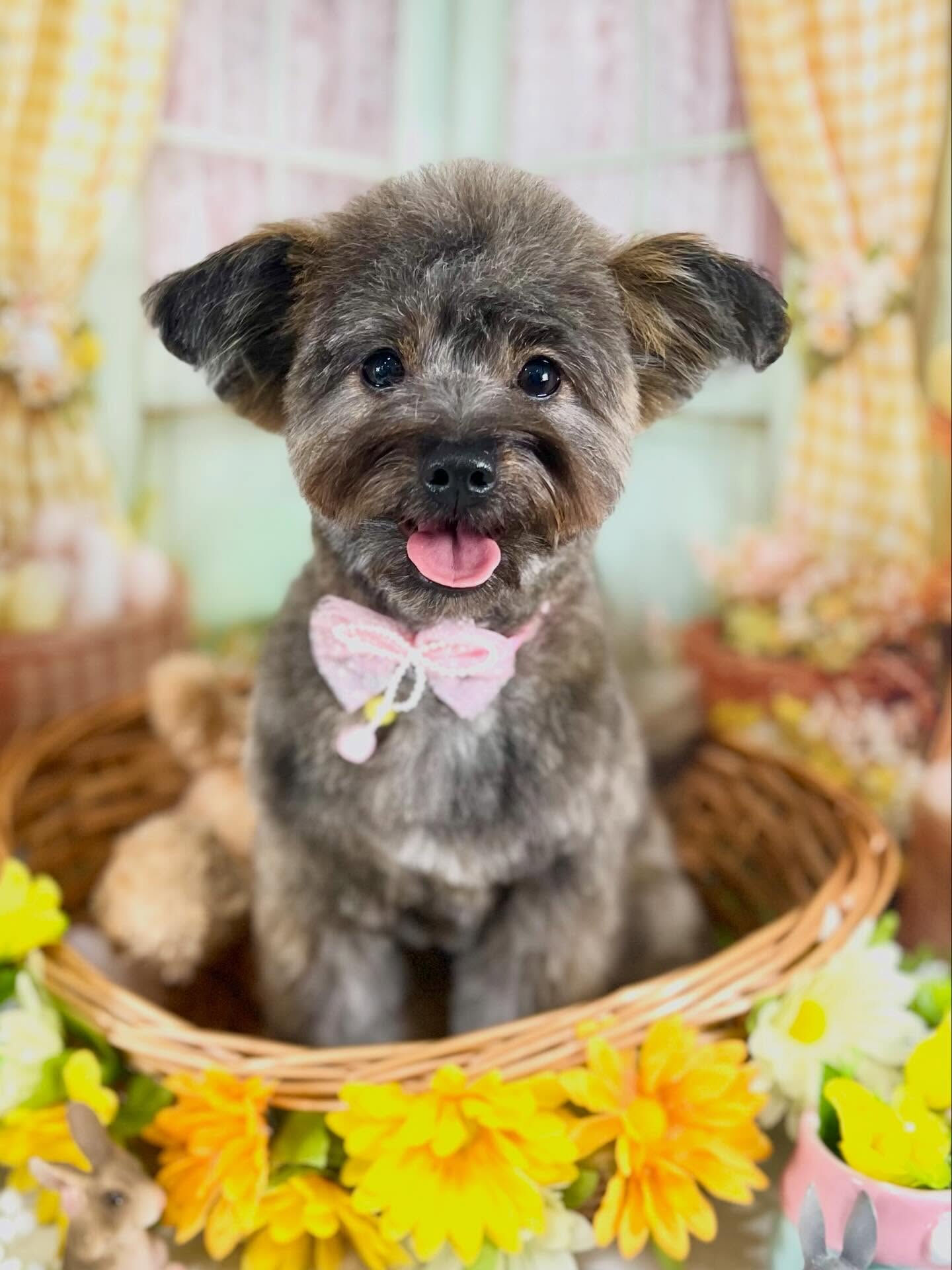 来店いただいたビビちゃんです🐶✨