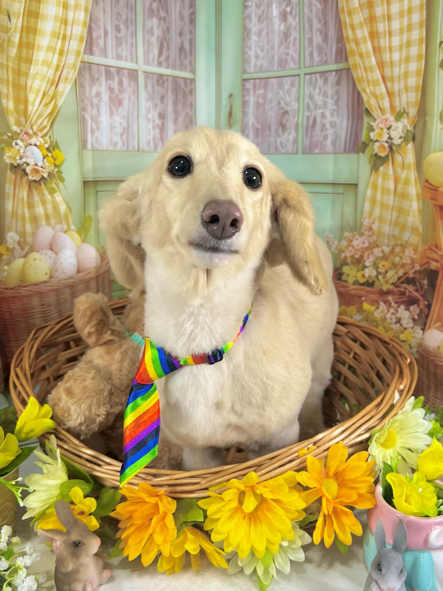 来店いただいたニカちゃんです🐶✨