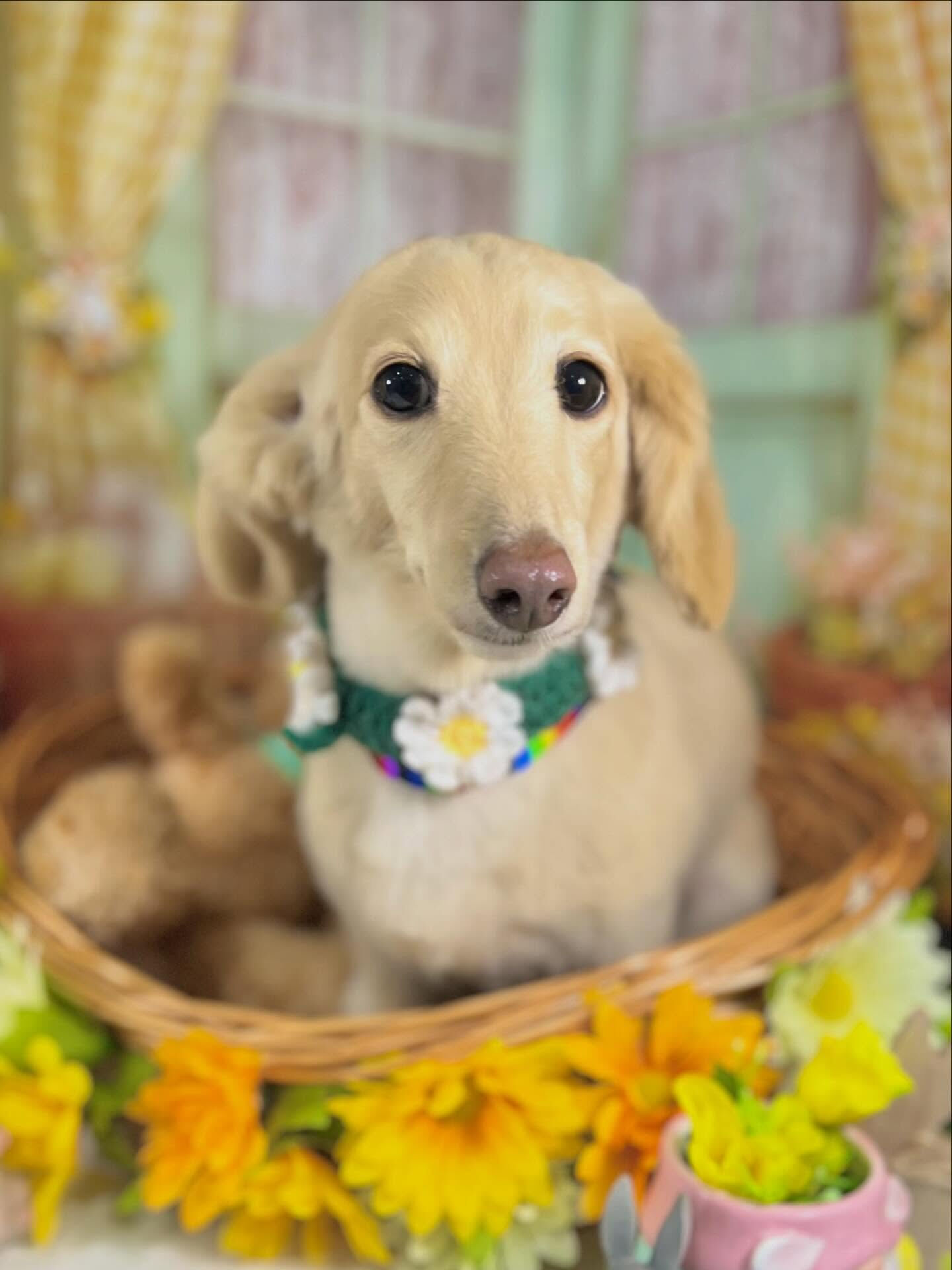 来店いただいたニカちゃんです🐶✨