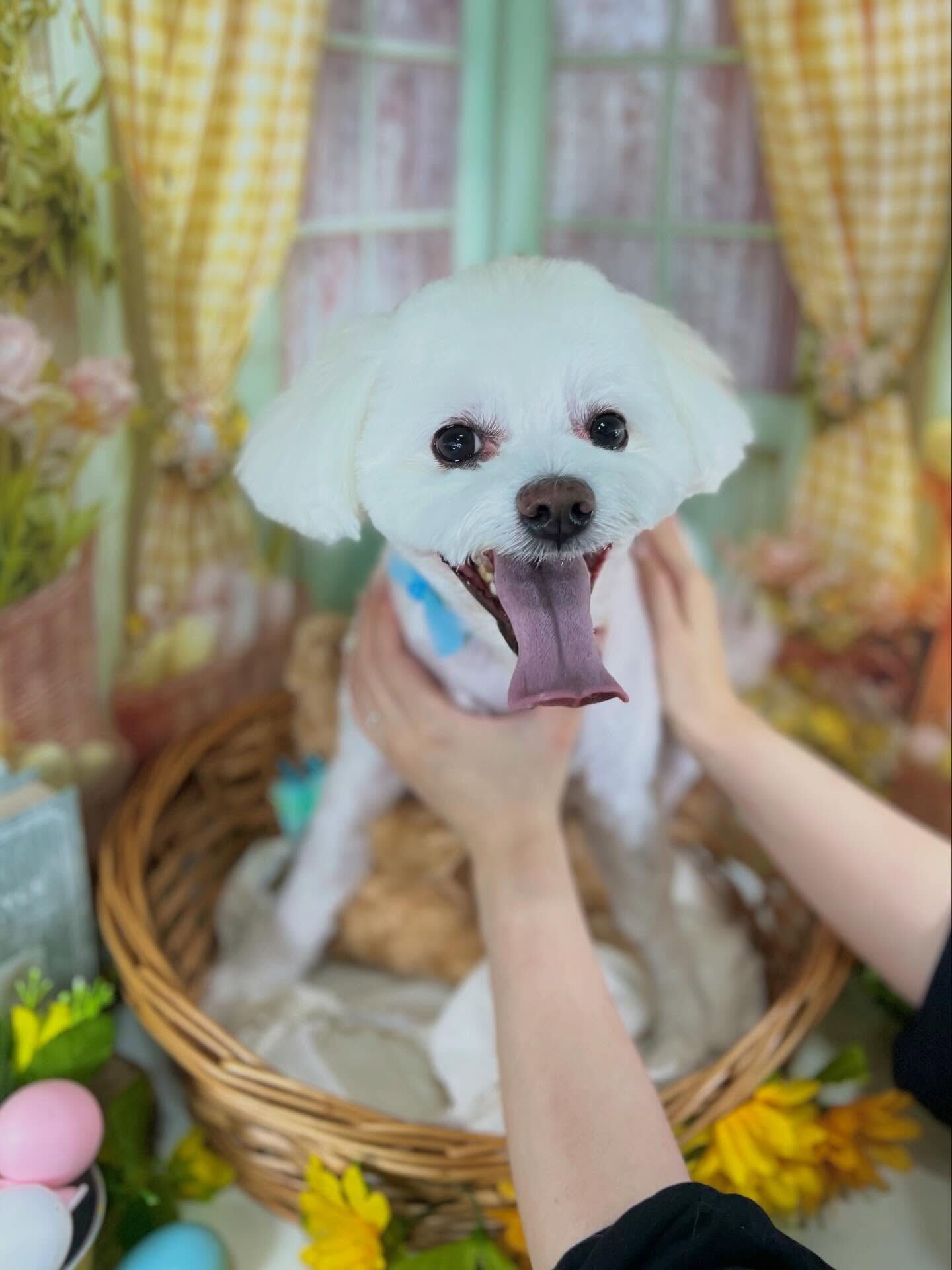 来店いただいたしらすくんです🐶✨