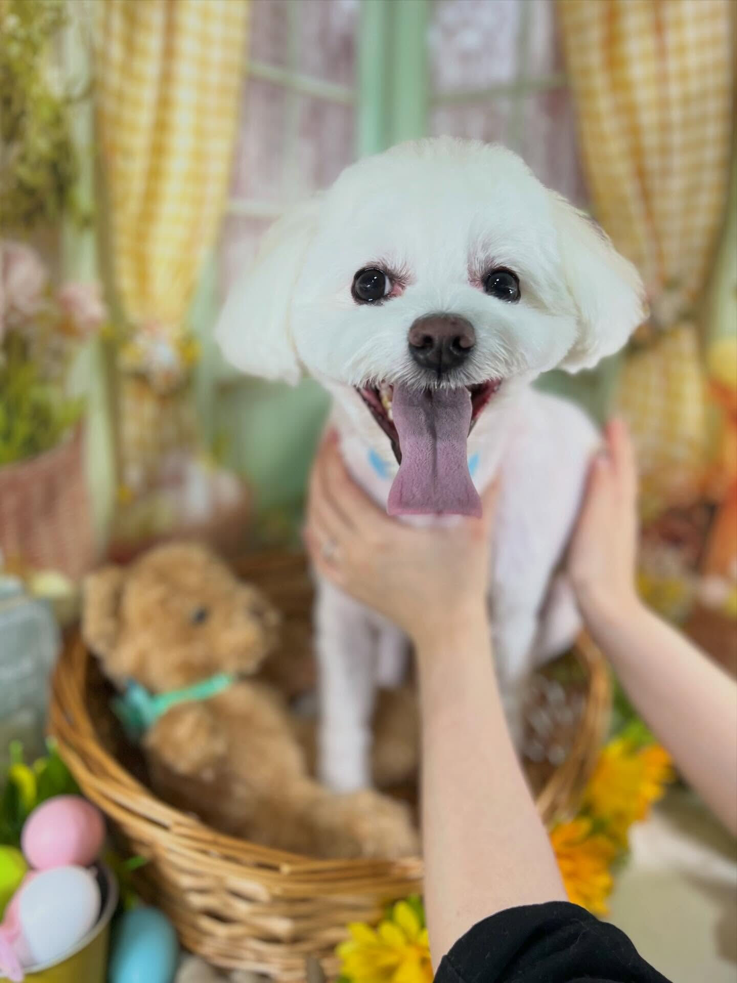 来店いただいたしらすくんです🐶✨
