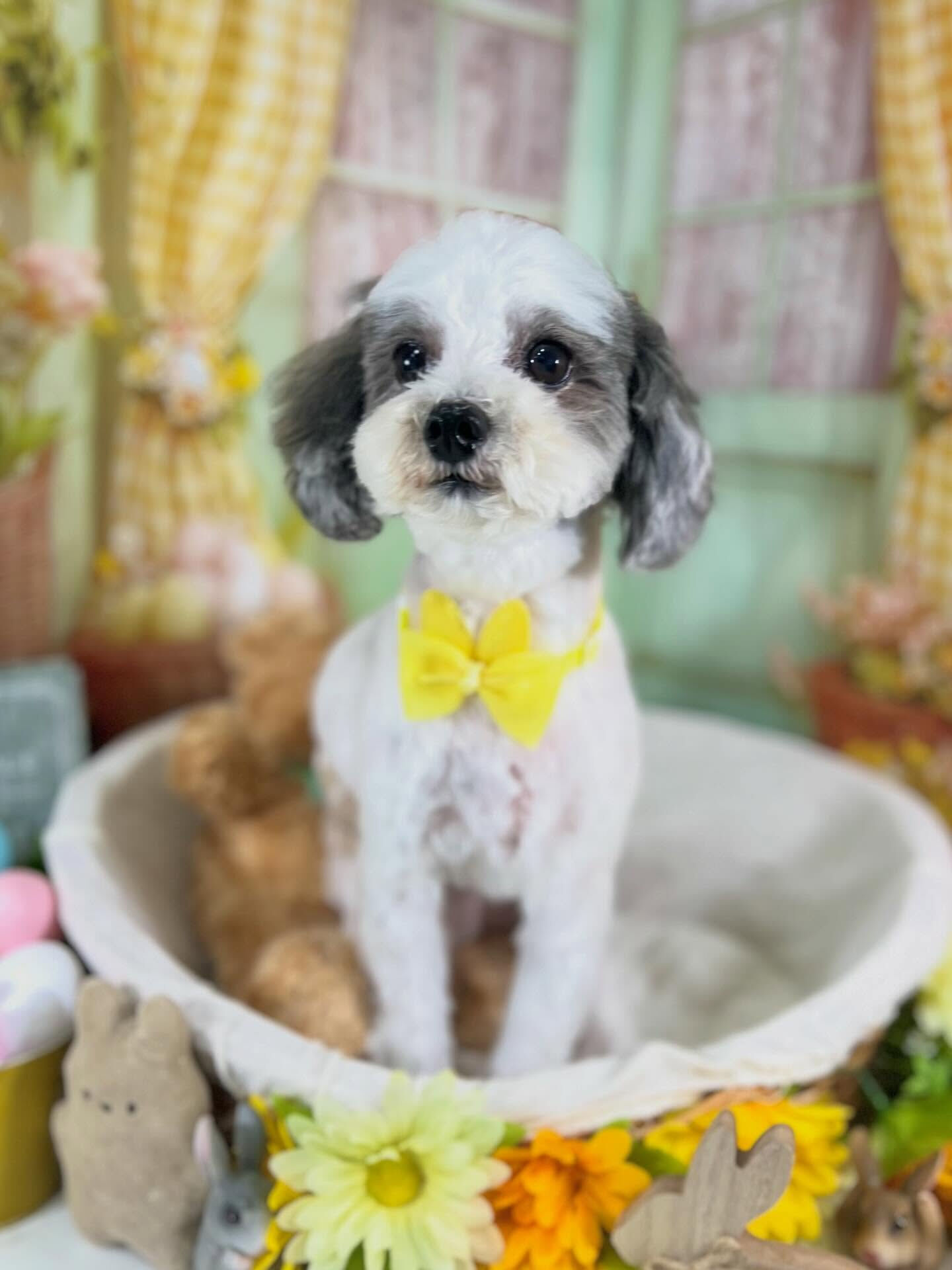 来店いただいたメルくんです🐶✨