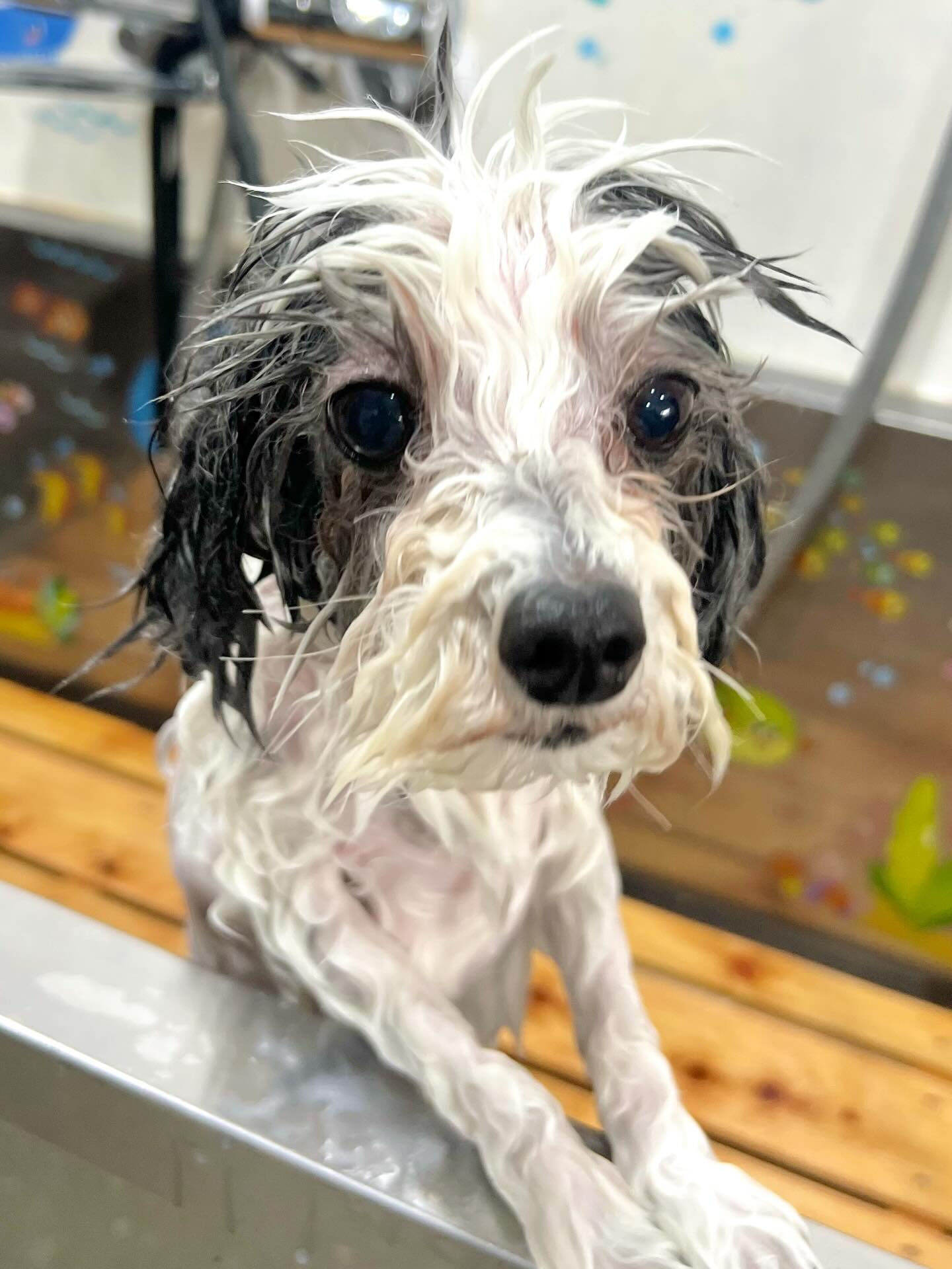 来店いただいたメルくんです🐶✨
