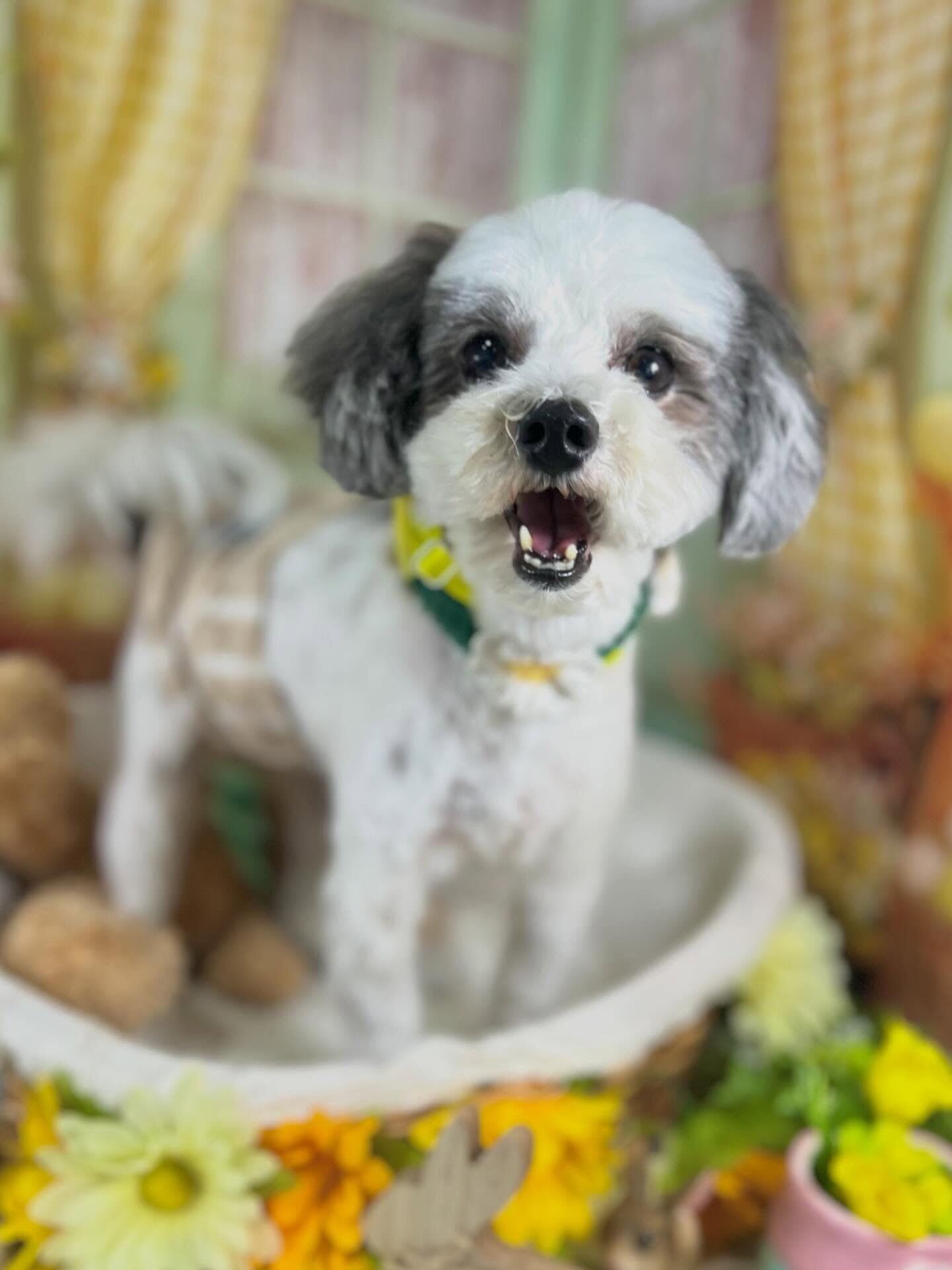 来店いただいたメルくんです🐶✨