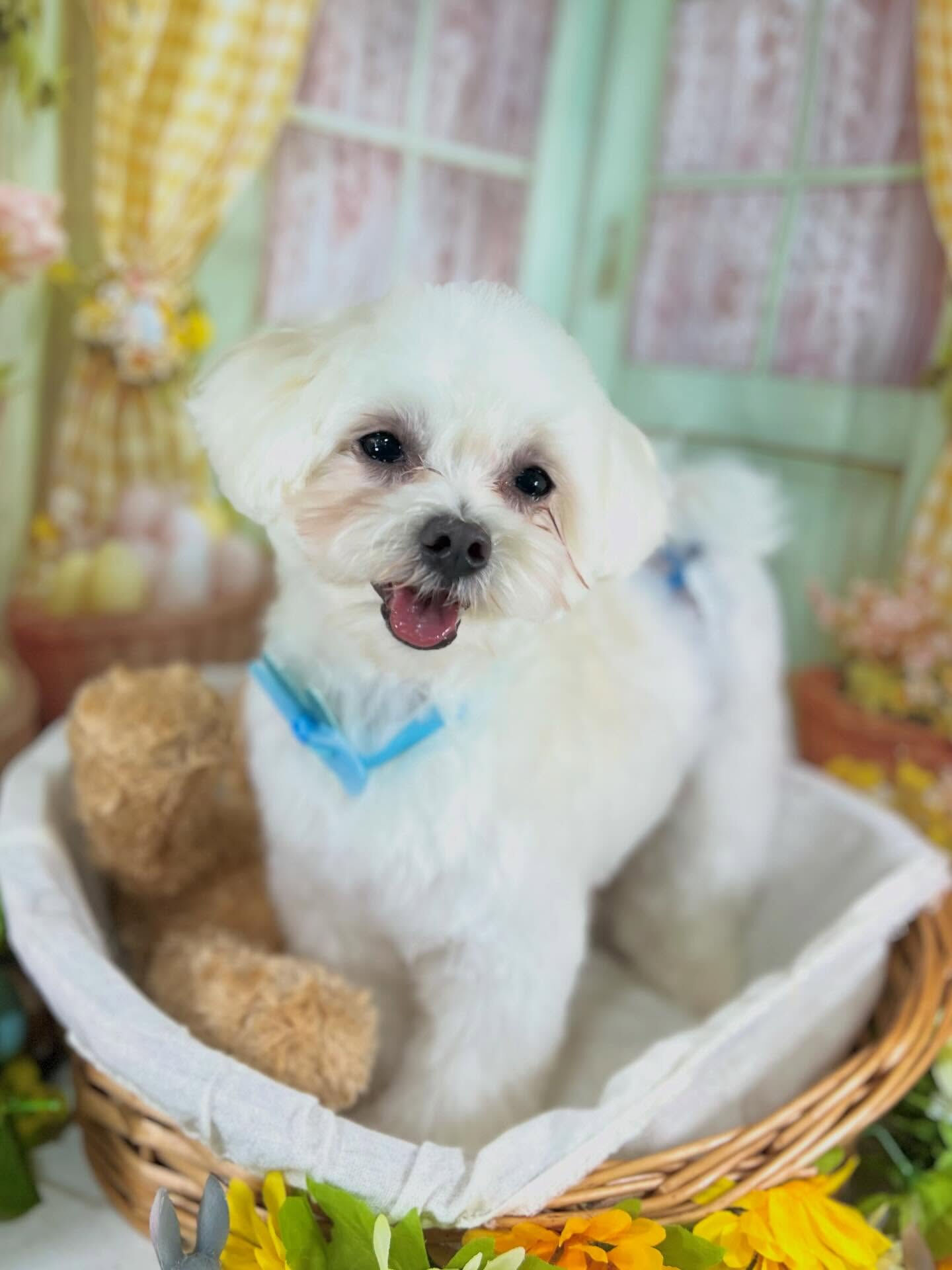 来店いただいたラテくんです🐶✨