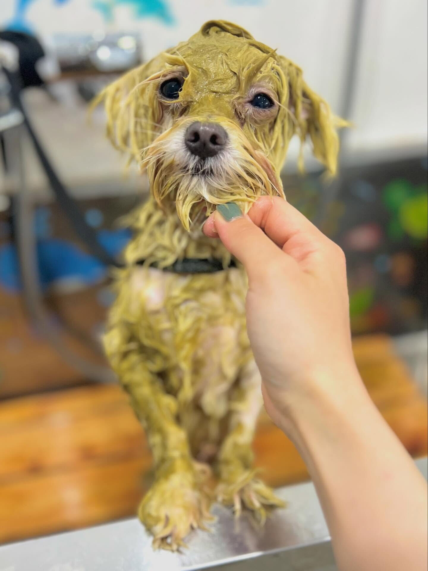 来店いただいたラテくんです🐶✨