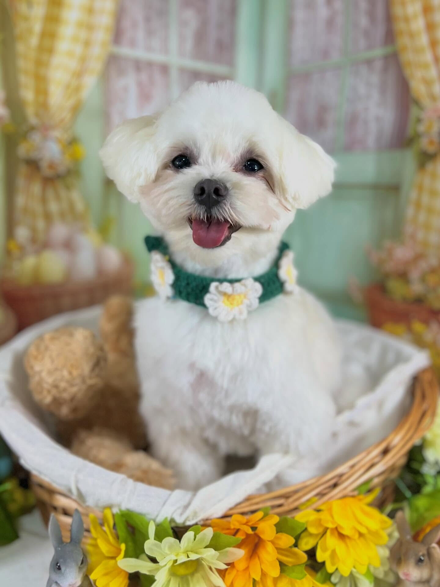 来店いただいたラテくんです🐶✨