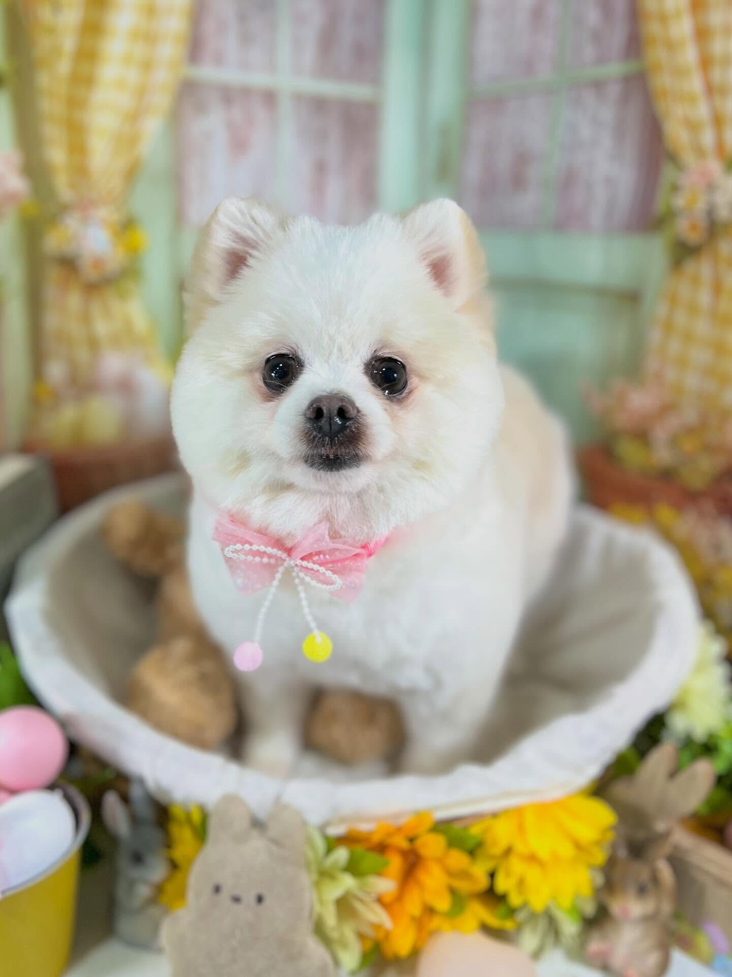 来店いただいたスー子ちゃんです🐶✨
