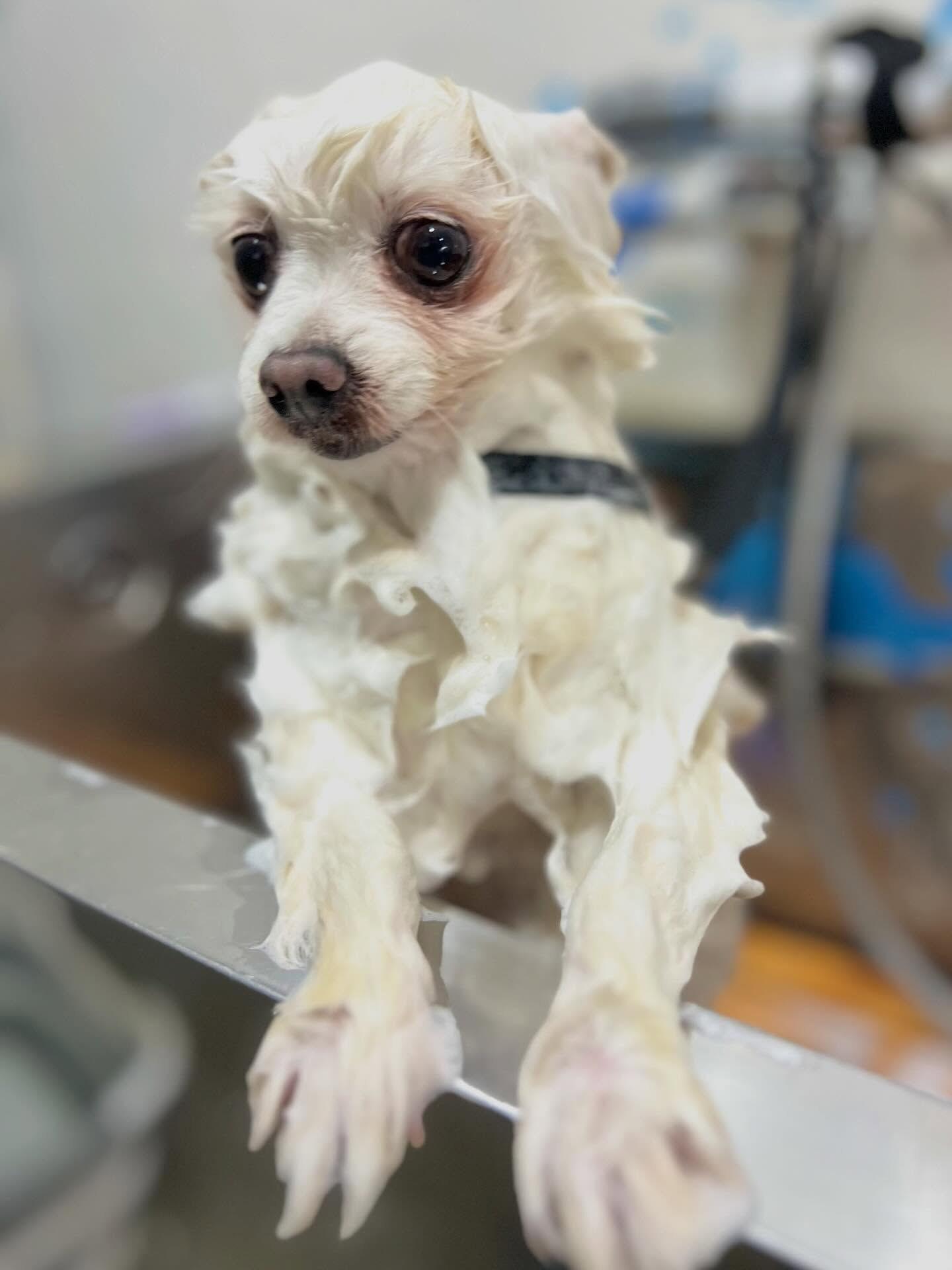 来店いただいたスー子ちゃんです🐶✨