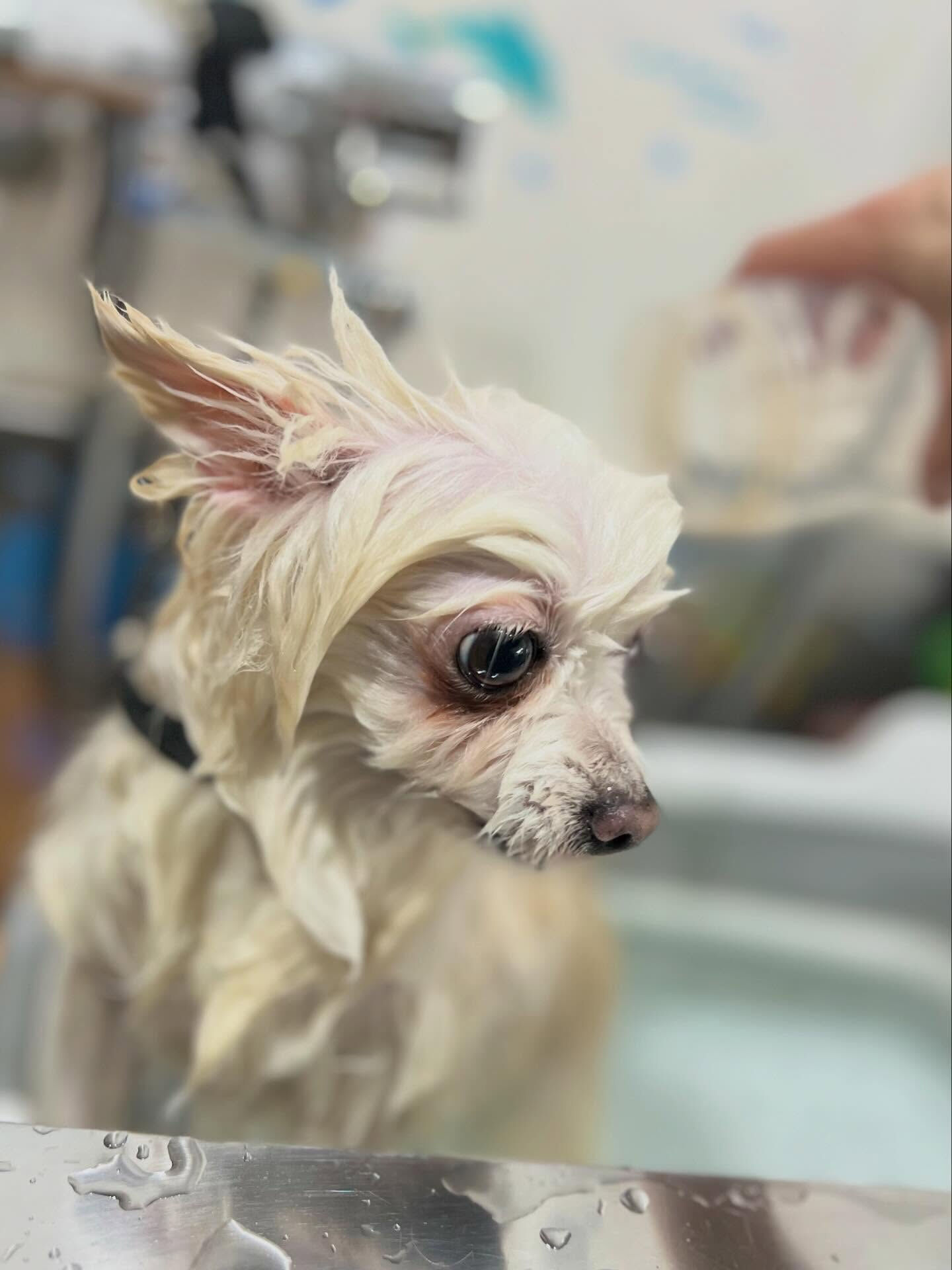 来店いただいたスー子ちゃんです🐶✨