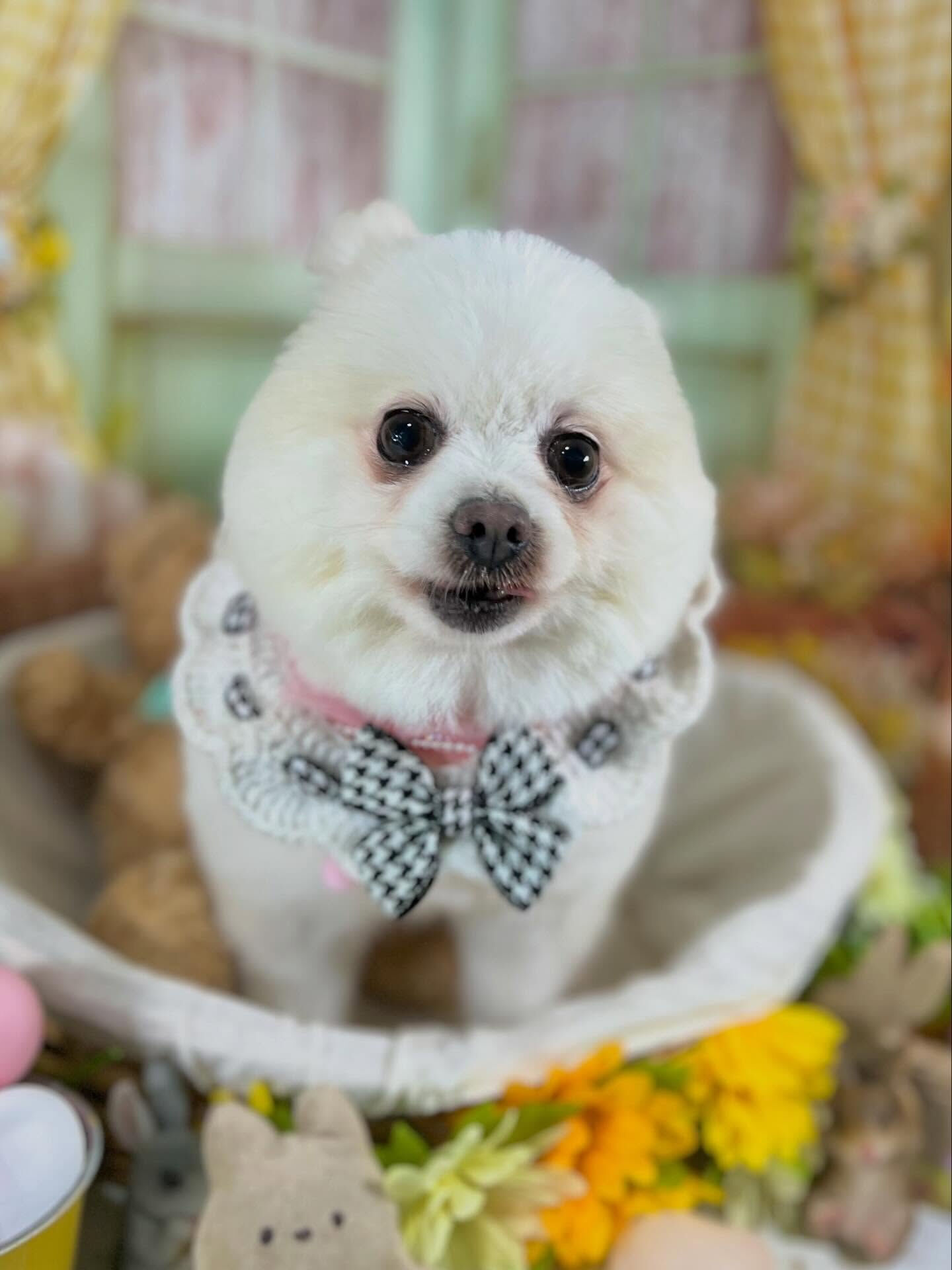 来店いただいたスー子ちゃんです🐶✨