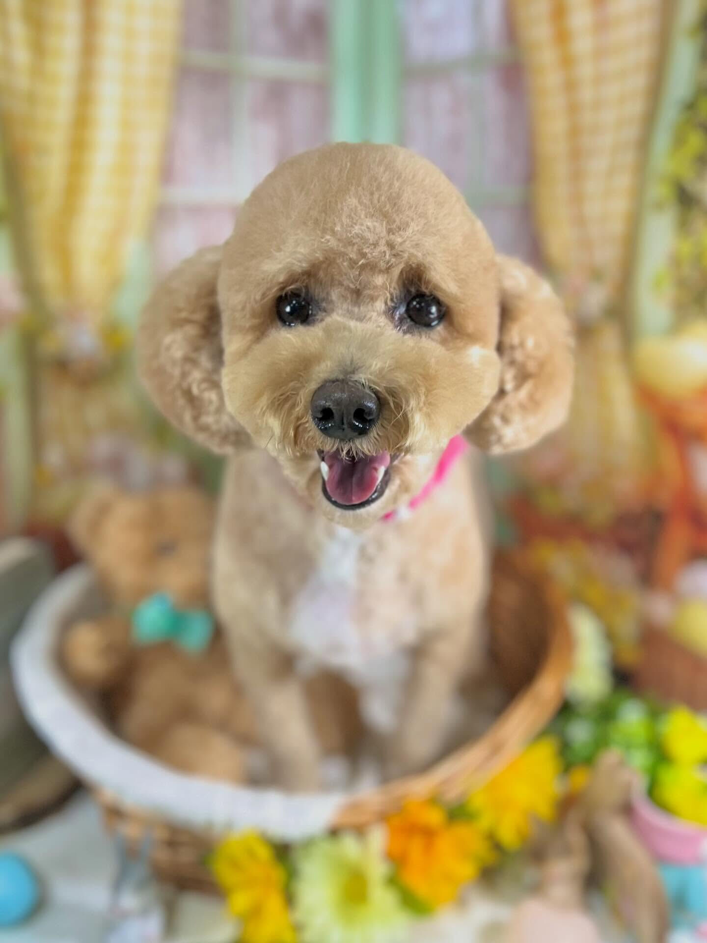 来店いただいたエマちゃんです🐶✨